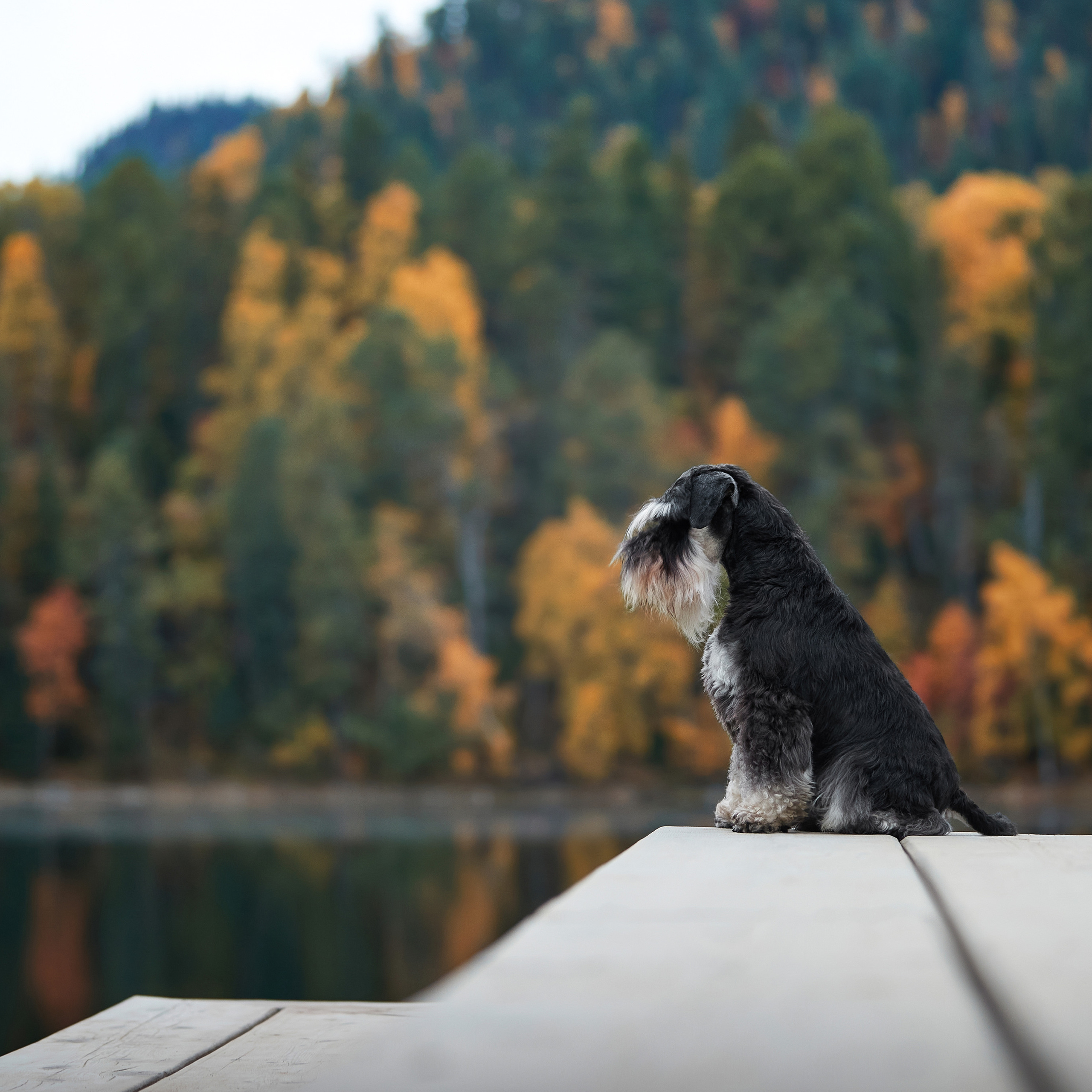 Путешествие к Байкалу. Фотосессии в Иркутске. ФОТОГРАФ-АНИМАЛИСТ l LANA POLYAKOVA