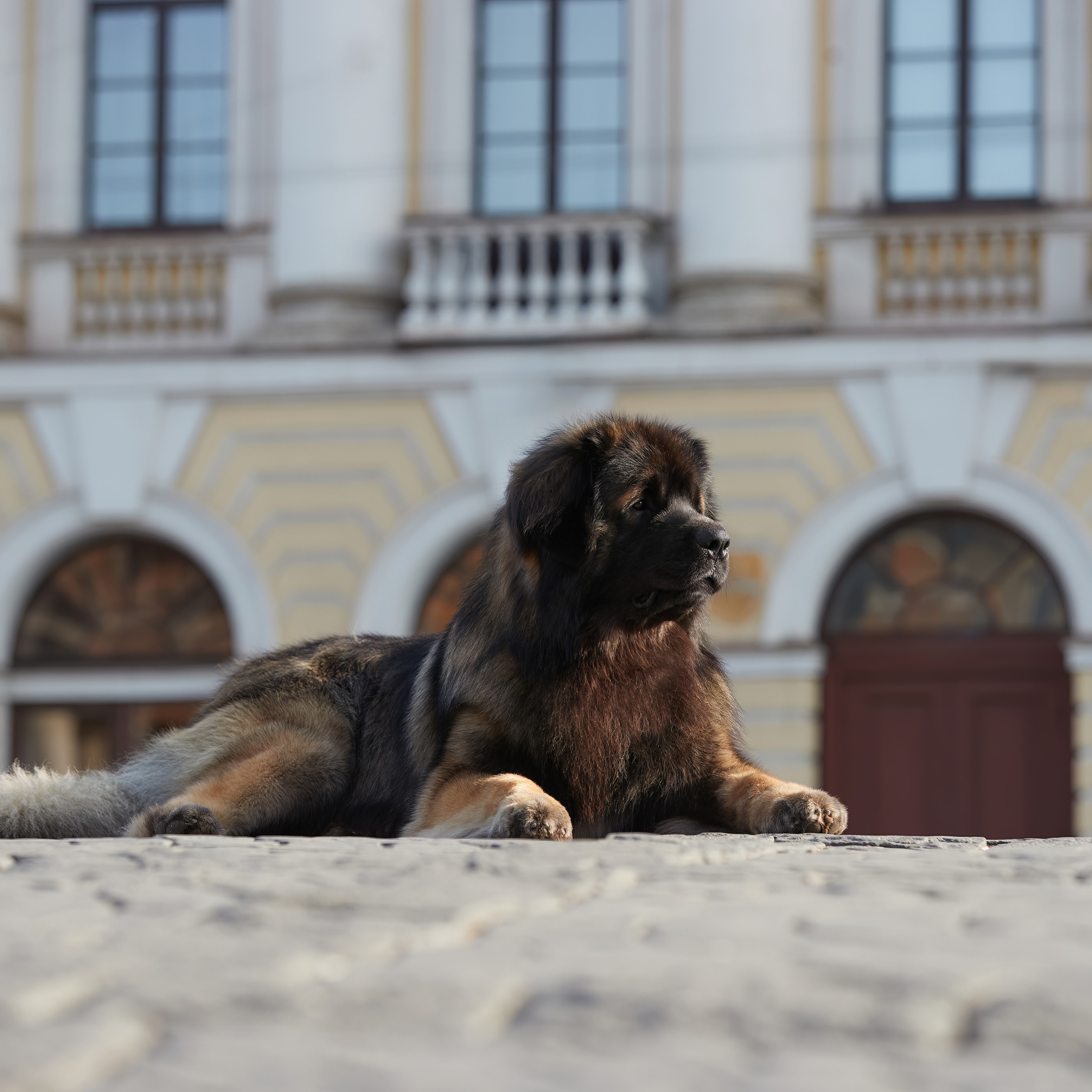 Леонбергеры в Санкт-Петербурге. ФОТОГРАФ-АНИМАЛИСТ l LANA POLYAKOVA