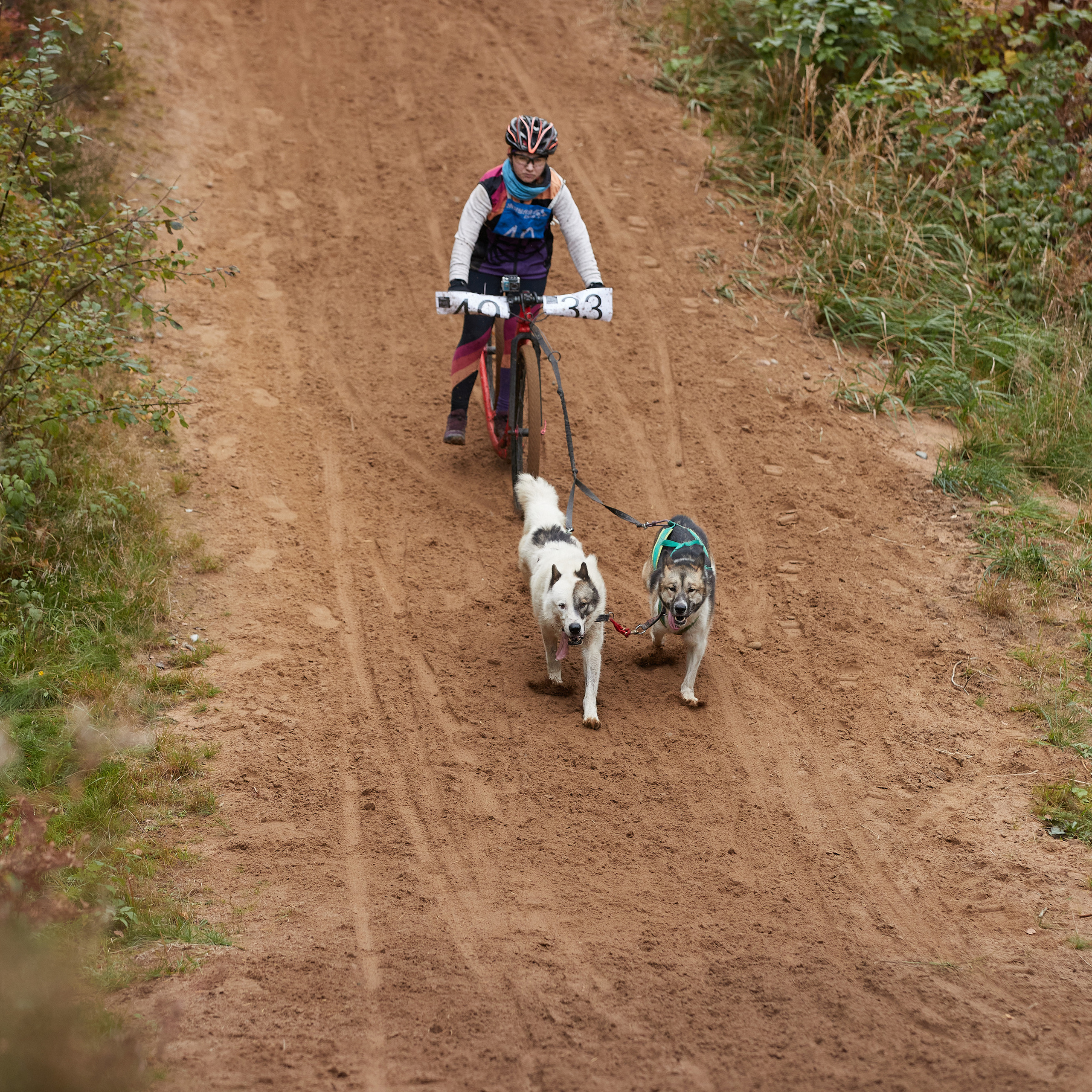 ЧЕМПИОНАТ РОССИИ РКФ 25–26 сентября 2021 г. ФОТОГРАФ-АНИМАЛИСТ l LANA POLYAKOVA