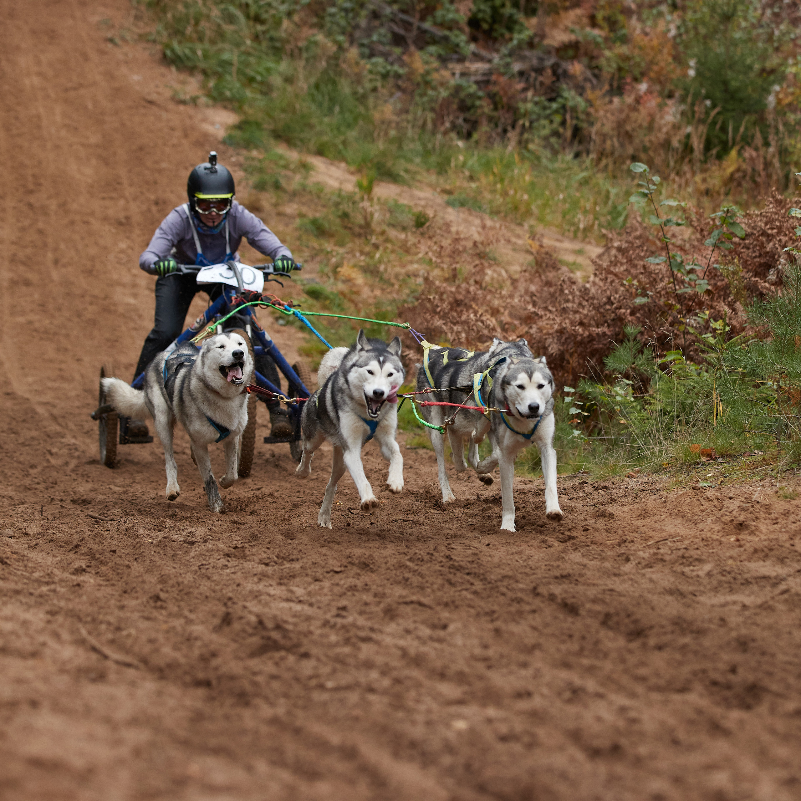ЧЕМПИОНАТ РОССИИ РКФ 25–26 сентября 2021 г. ФОТОГРАФ-АНИМАЛИСТ l LANA POLYAKOVA