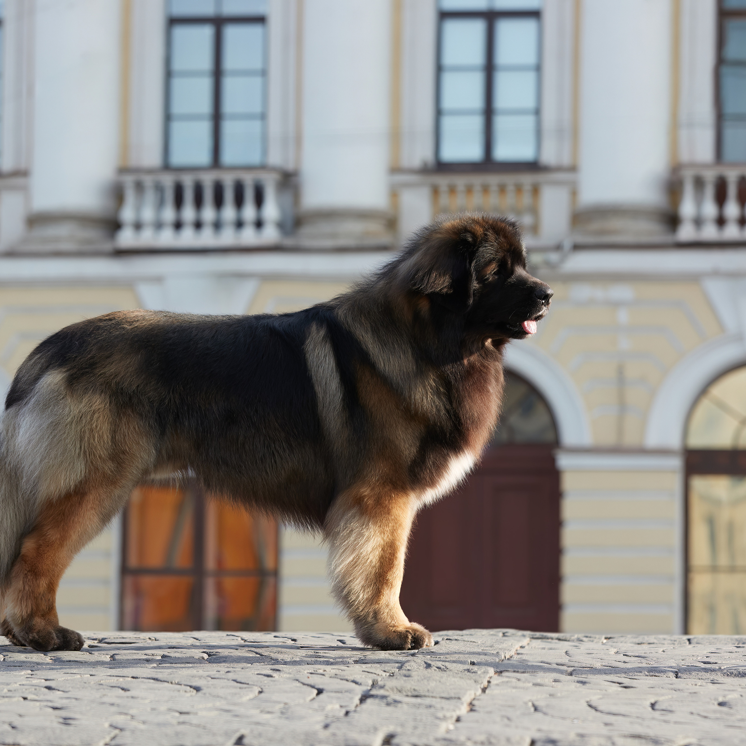 Леонбергеры в Санкт-Петербурге. ФОТОГРАФ-АНИМАЛИСТ l LANA POLYAKOVA