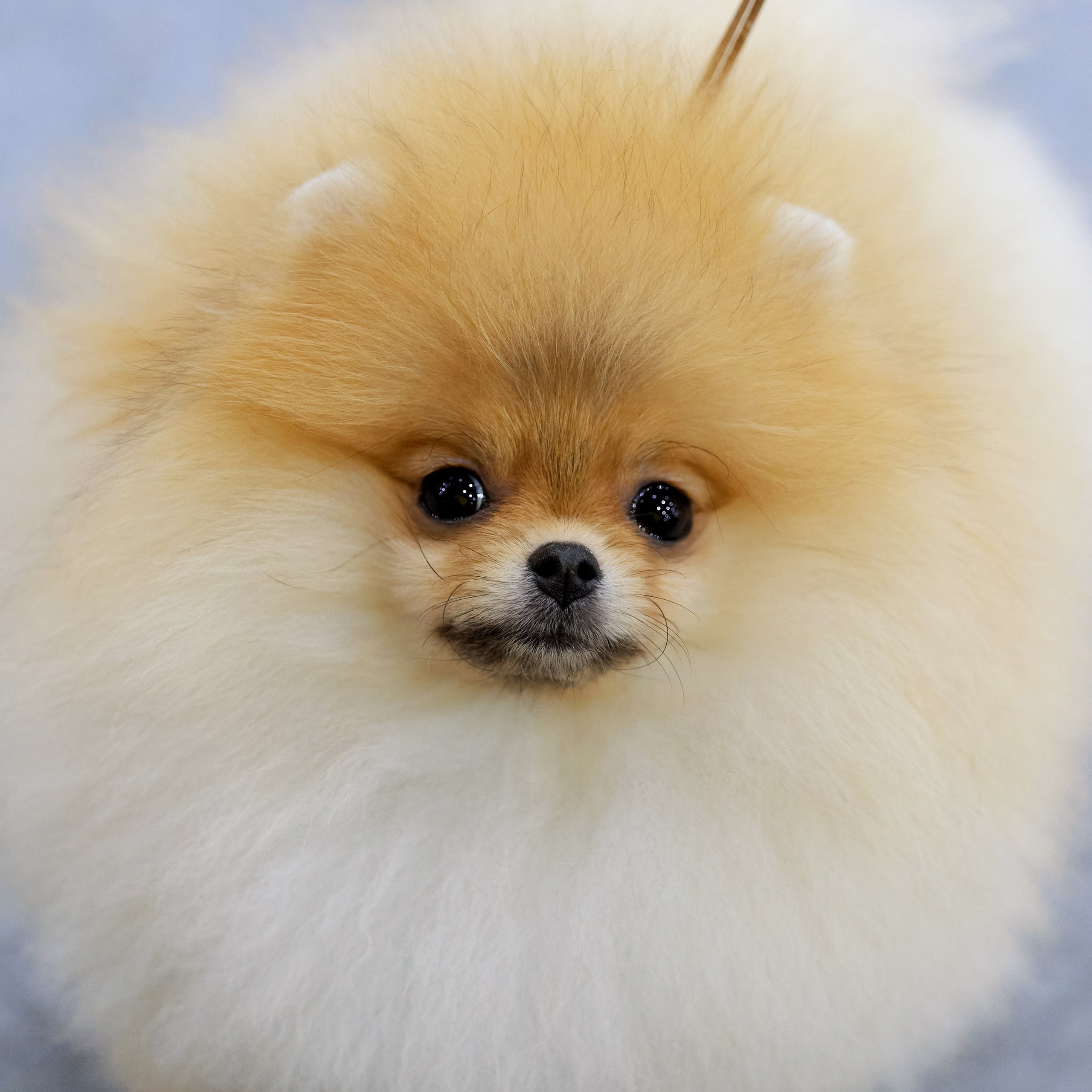 ВЫСТАВКА СОБАК С ОСОБЫМ СТАТУСОМ «НЕВСКИЙ ПОБЕДИТЕЛЬ» 12-13-14.12.2025. ФОТОГРАФ-АНИМАЛИСТ l LANA POLYAKOVA