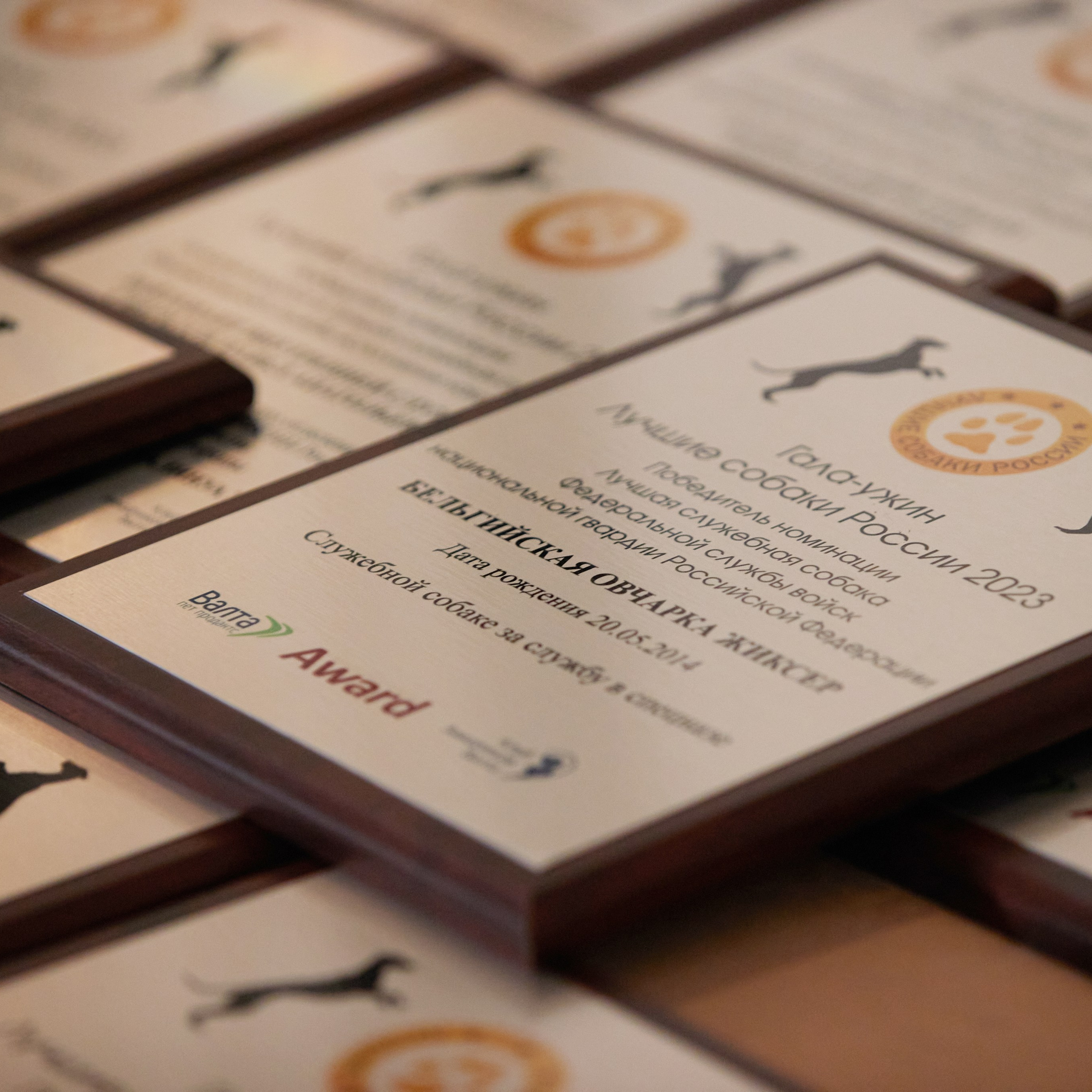 Репортаж с церемонии «BEST RUSSIAN DOG 2023». ФОТОГРАФ-АНИМАЛИСТ l LANA POLYAKOVA