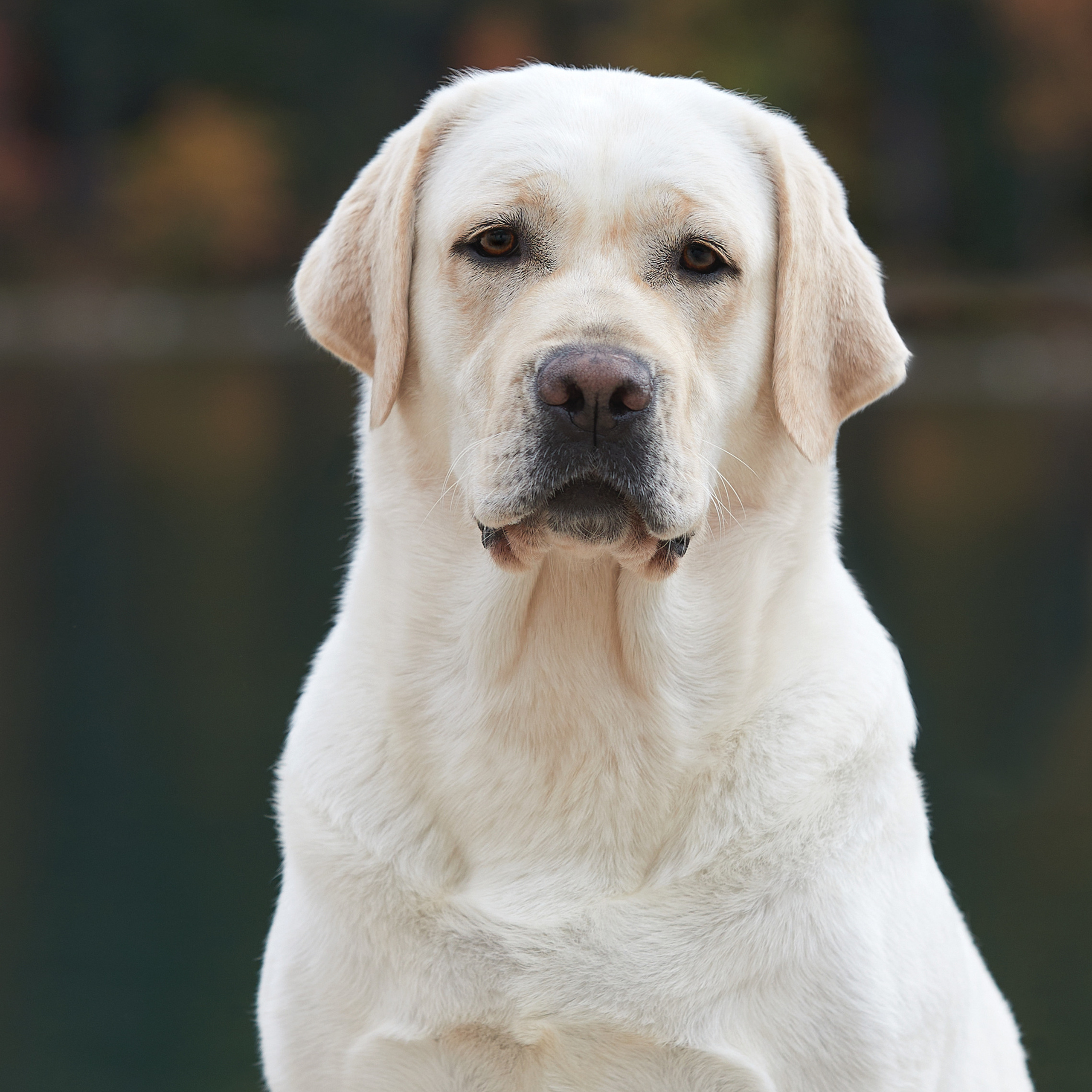 Путешествие к Байкалу. Фотосессии в Иркутске. ФОТОГРАФ-АНИМАЛИСТ l LANA POLYAKOVA