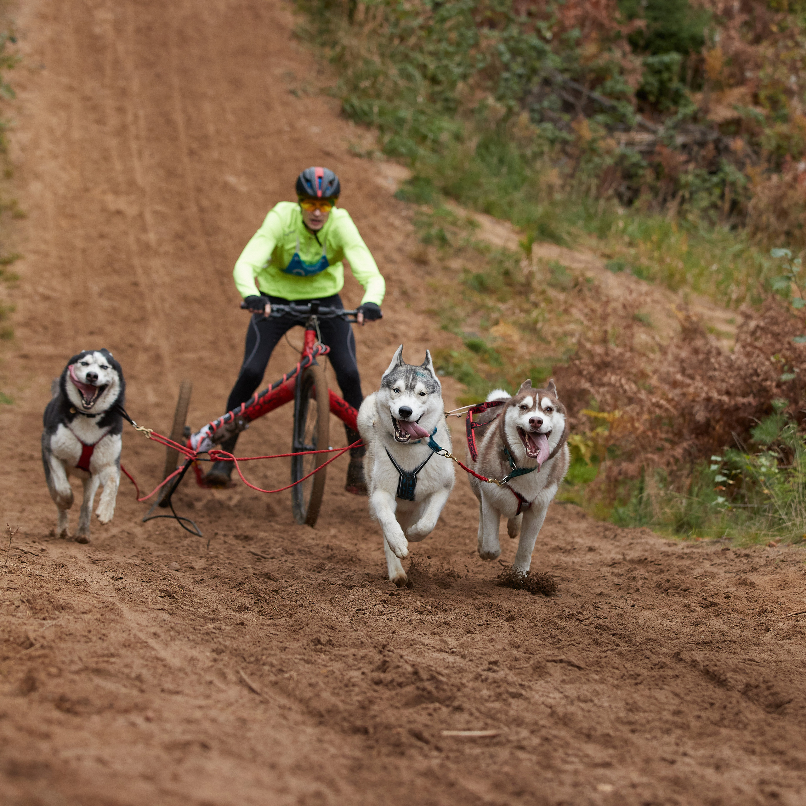 ЧЕМПИОНАТ РОССИИ РКФ 25–26 сентября 2021 г. ФОТОГРАФ-АНИМАЛИСТ l LANA POLYAKOVA