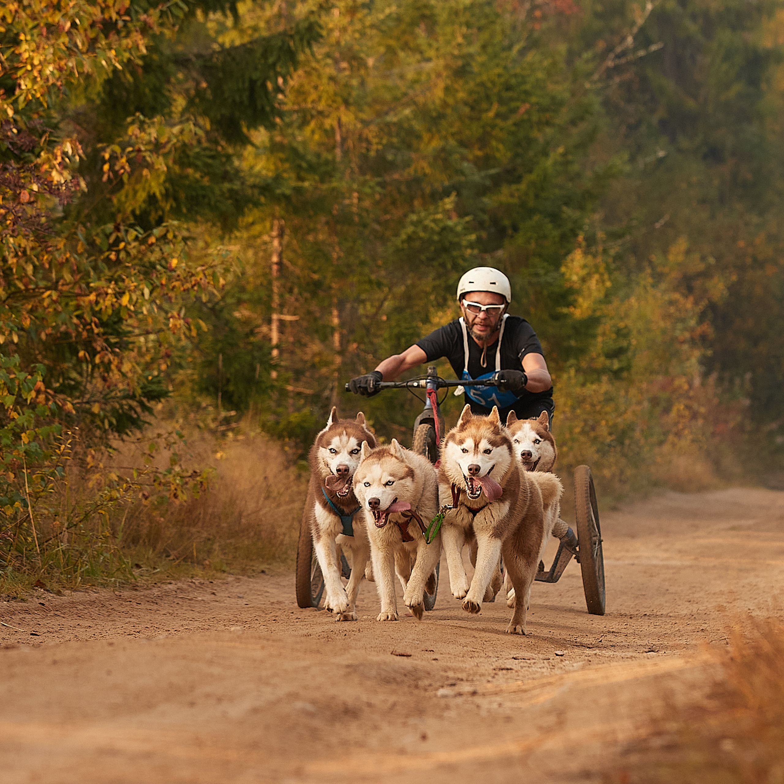 ЧЕМПИОНАТ РОССИИ РКФ 27 сентября 2020 г., 2й день. ФОТОГРАФ-АНИМАЛИСТ l LANA POLYAKOVA