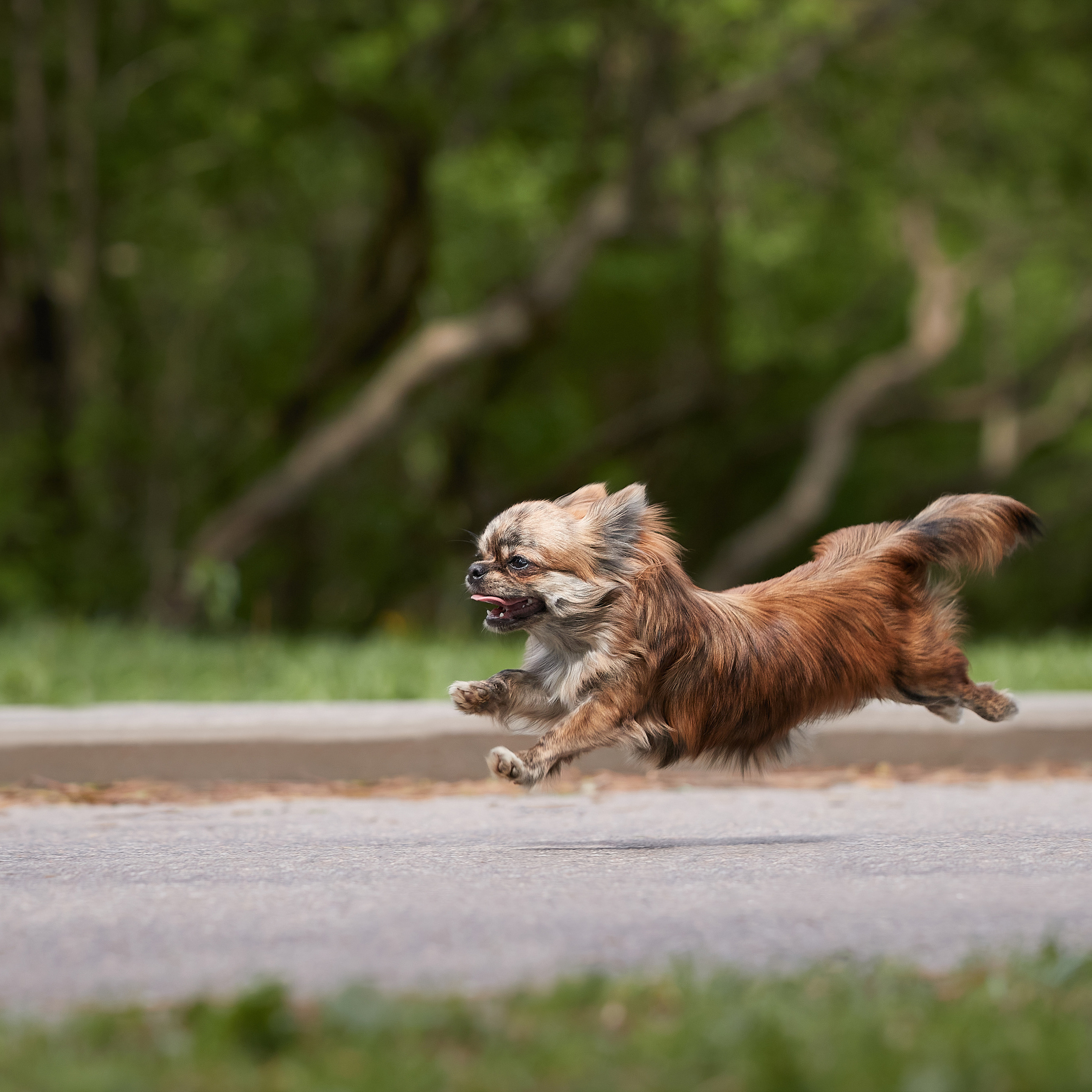 Фотопрогулка с чихуа. ФОТОГРАФ-АНИМАЛИСТ l LANA POLYAKOVA