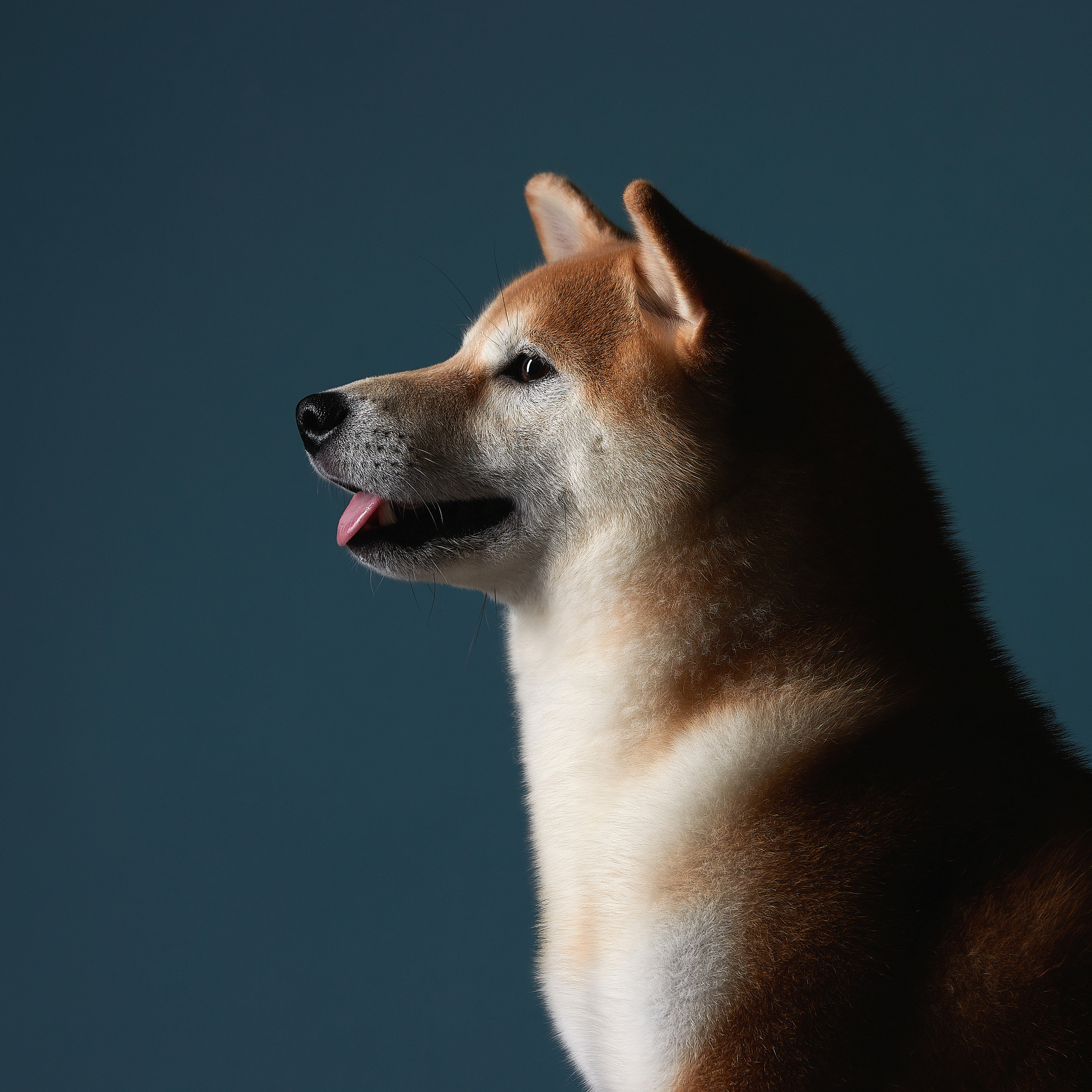 SHIOMARU WIZARD OF OZ