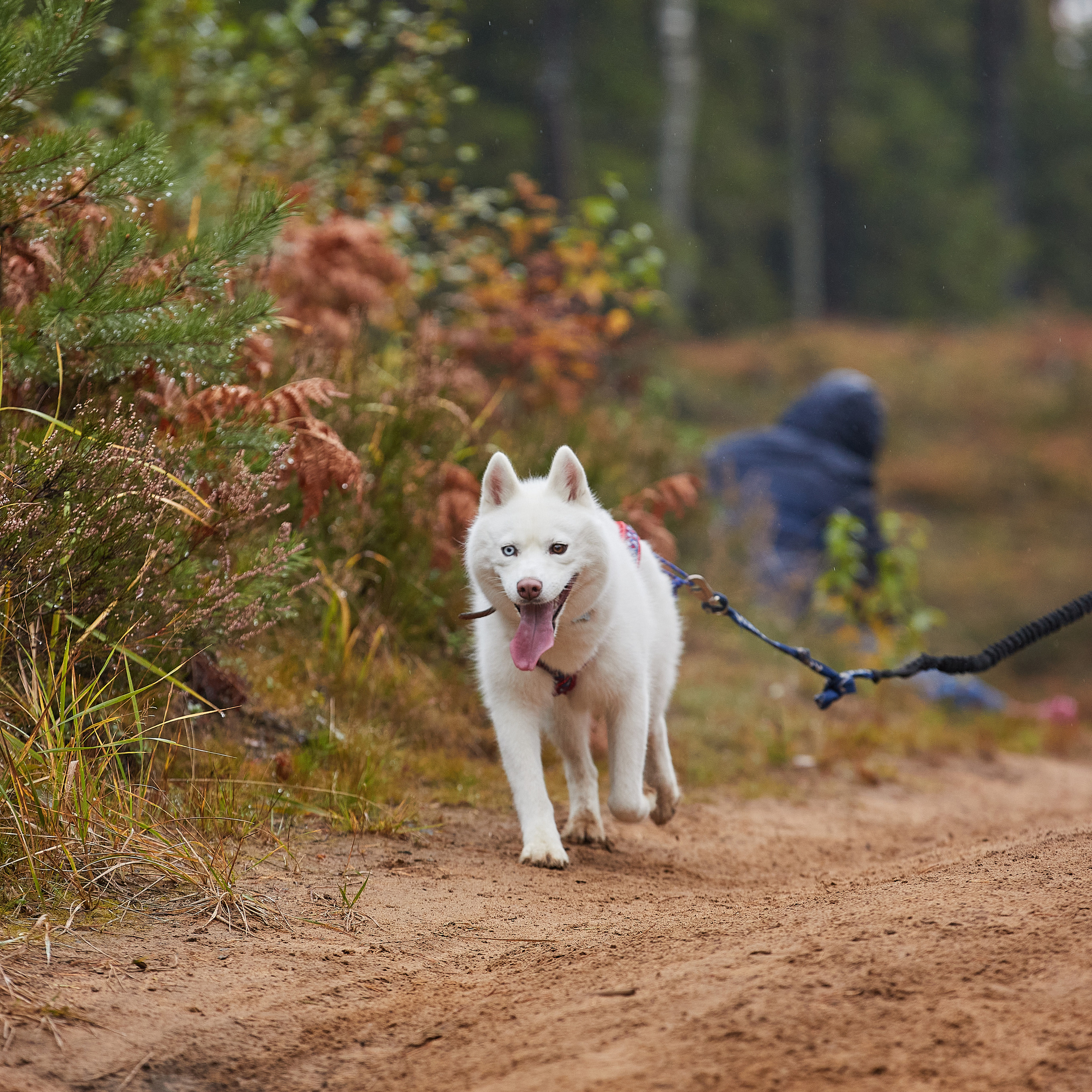 ЧЕМПИОНАТ РОССИИ РКФ 25–26 сентября 2021 г. ФОТОГРАФ-АНИМАЛИСТ l LANA POLYAKOVA