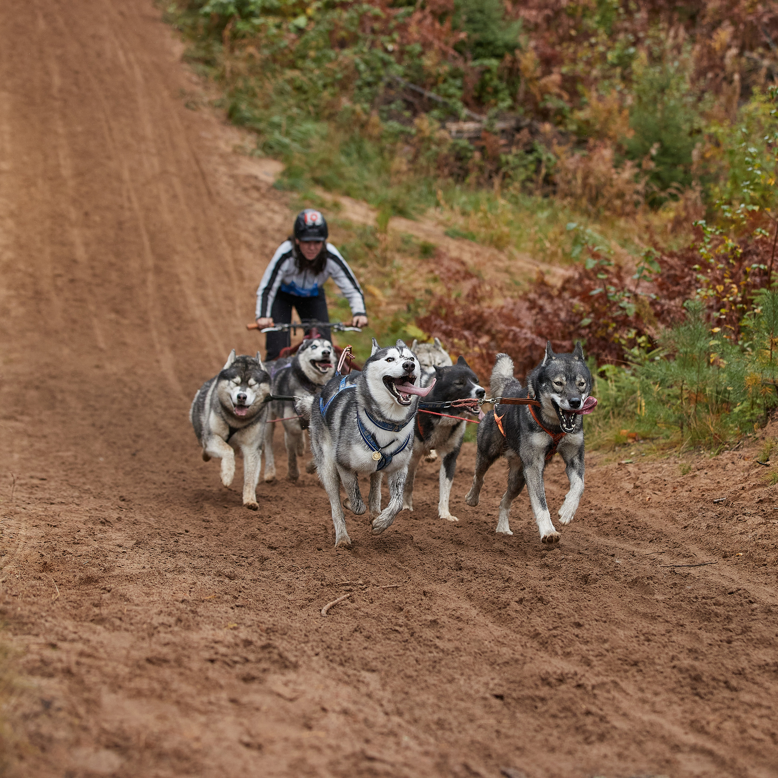 ЧЕМПИОНАТ РОССИИ РКФ 25–26 сентября 2021 г. ФОТОГРАФ-АНИМАЛИСТ l LANA POLYAKOVA