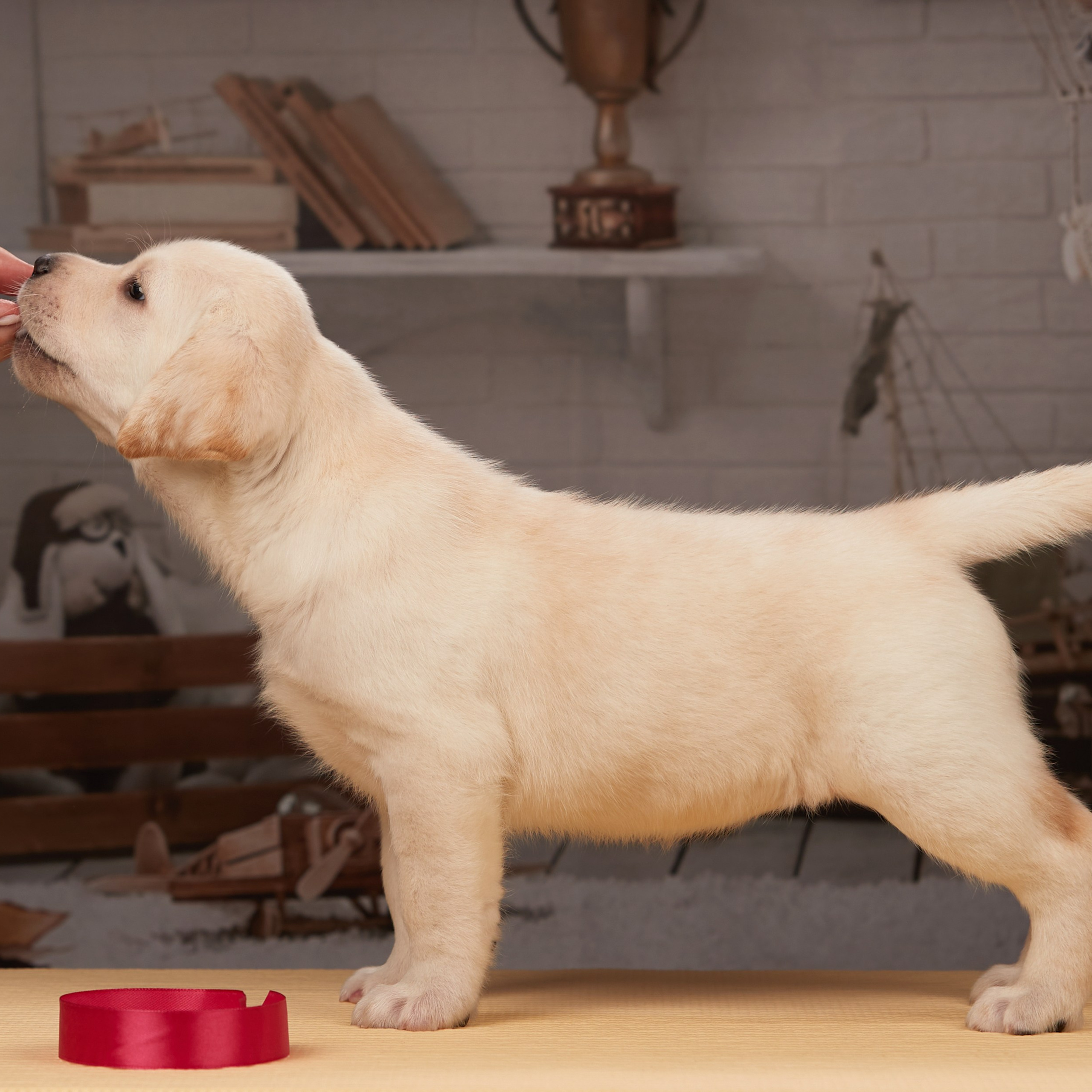 🍁Осенний лялькопад 🍁. ФОТОГРАФ-АНИМАЛИСТ l LANA POLYAKOVA