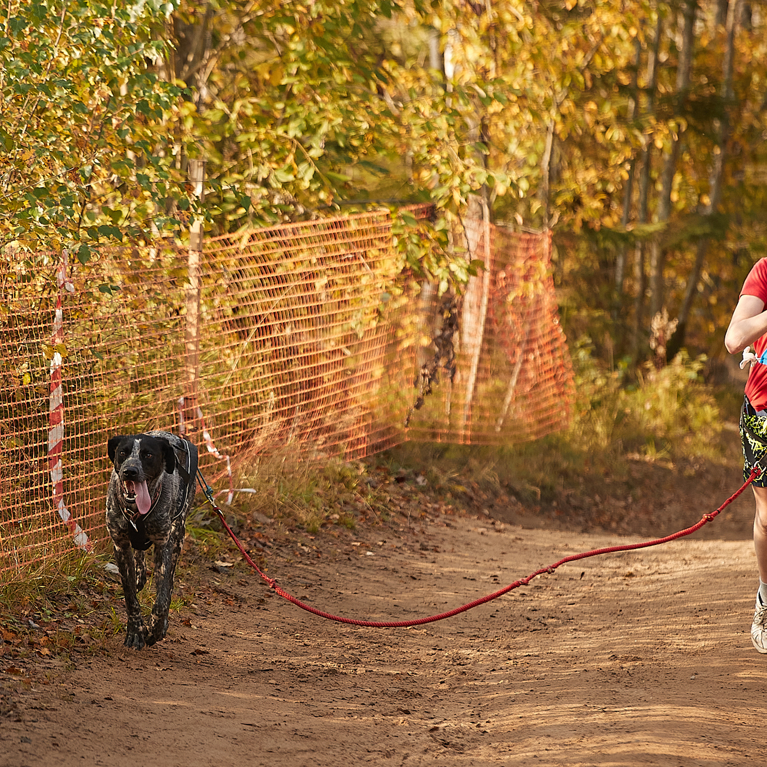ЧЕМПИОНАТ РОССИИ РКФ 27 сентября 2020 г., 2й день. ФОТОГРАФ-АНИМАЛИСТ l LANA POLYAKOVA