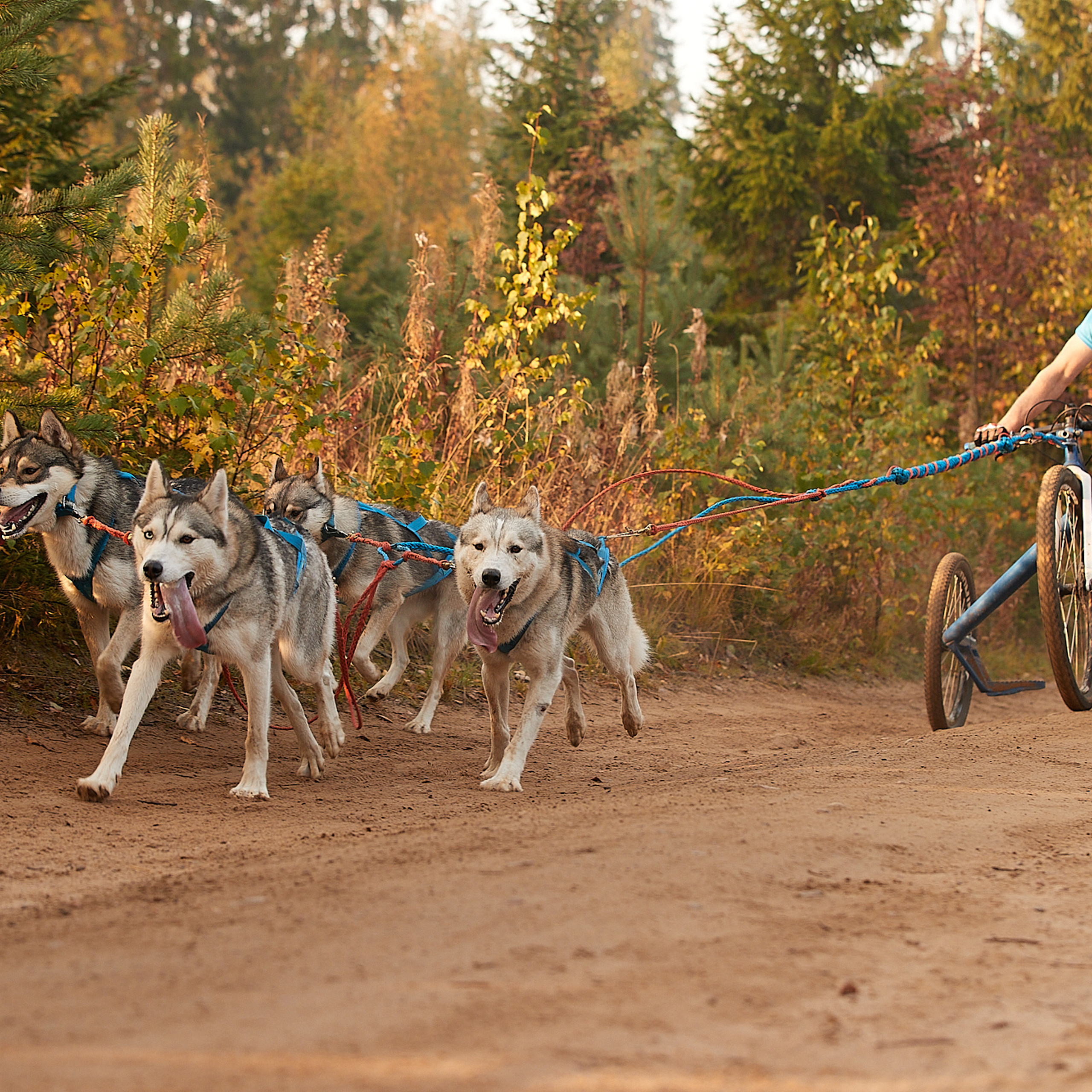 ЧЕМПИОНАТ РОССИИ РКФ 27 сентября 2020 г., 2й день. ФОТОГРАФ-АНИМАЛИСТ l LANA POLYAKOVA
