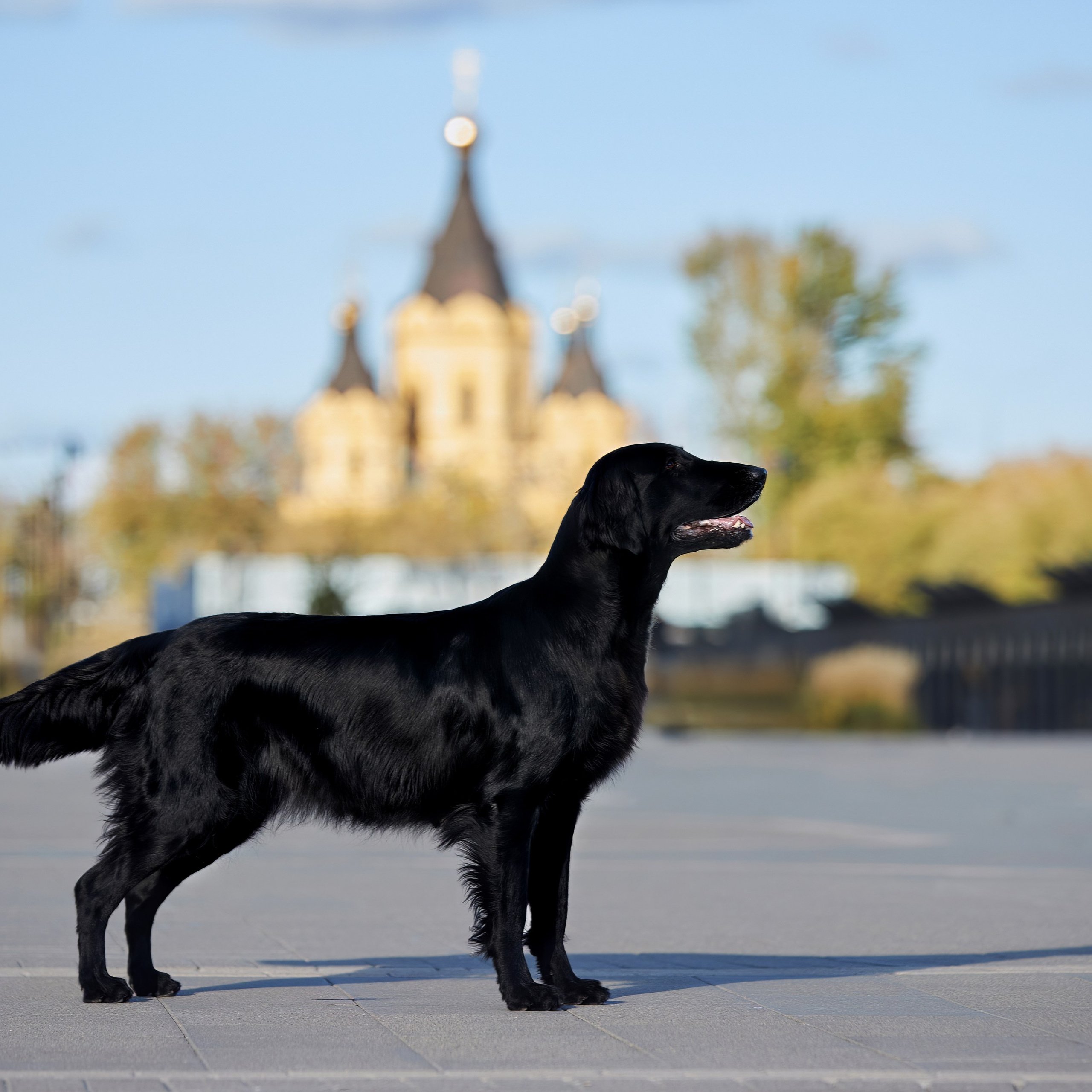 «СЕЗОН В НИЖНЕМ» НИЖНИЙ НОВГОРОД-2024. ФОТОГРАФ-АНИМАЛИСТ l LANA POLYAKOVA