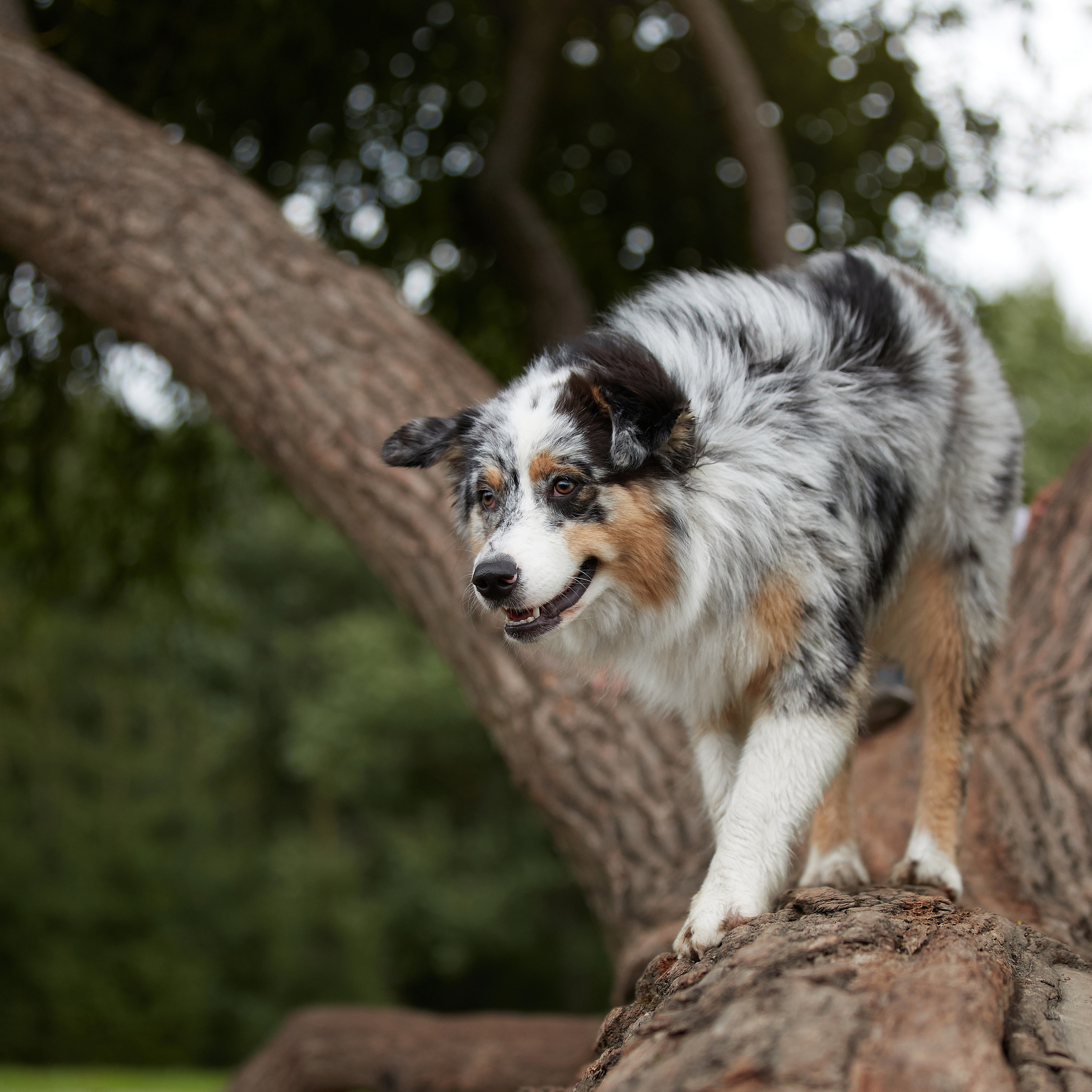 Айза на фотопрогулке. ФОТОГРАФ-АНИМАЛИСТ l LANA POLYAKOVA