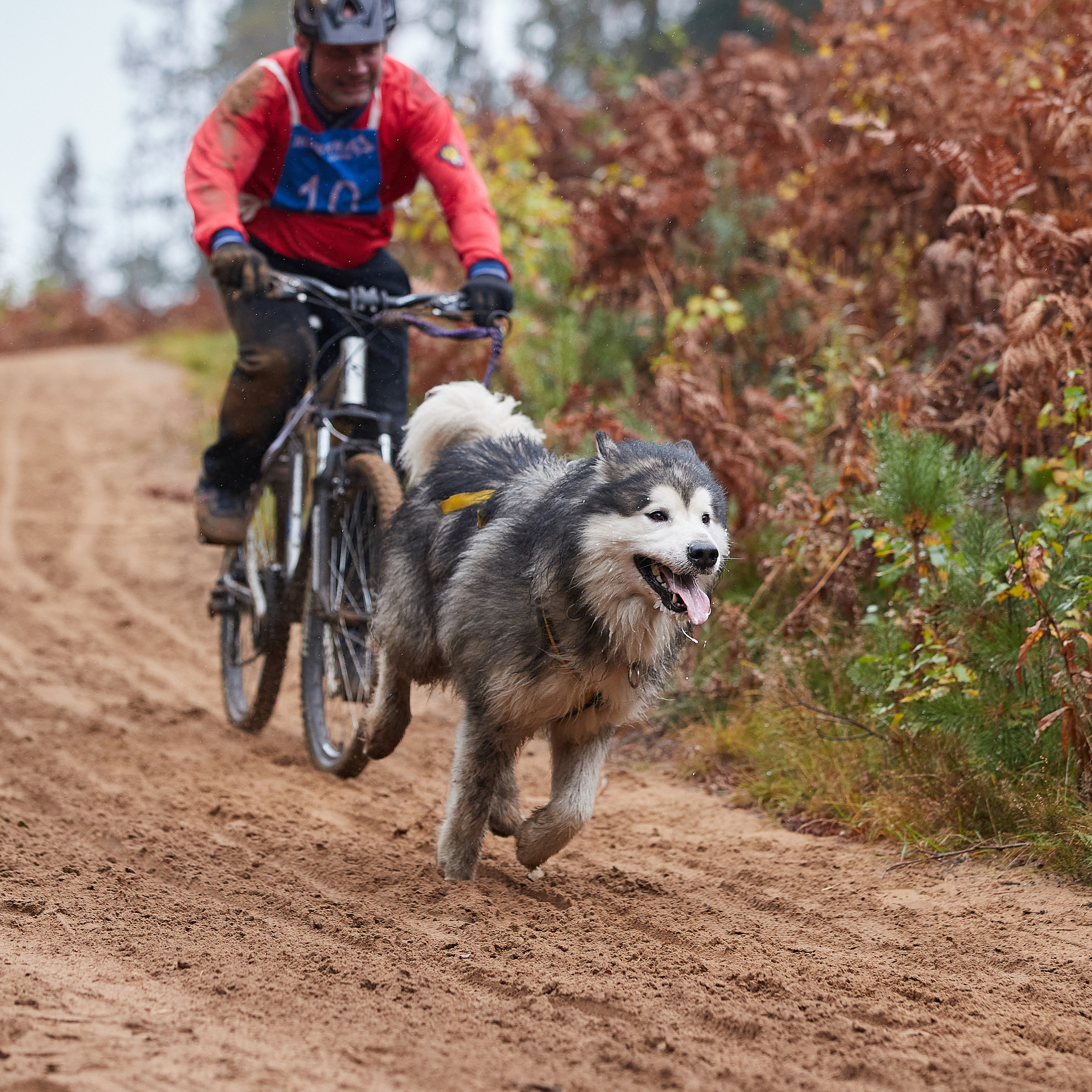 ЧЕМПИОНАТ РОССИИ РКФ 25–26 сентября 2021 г. ФОТОГРАФ-АНИМАЛИСТ l LANA POLYAKOVA