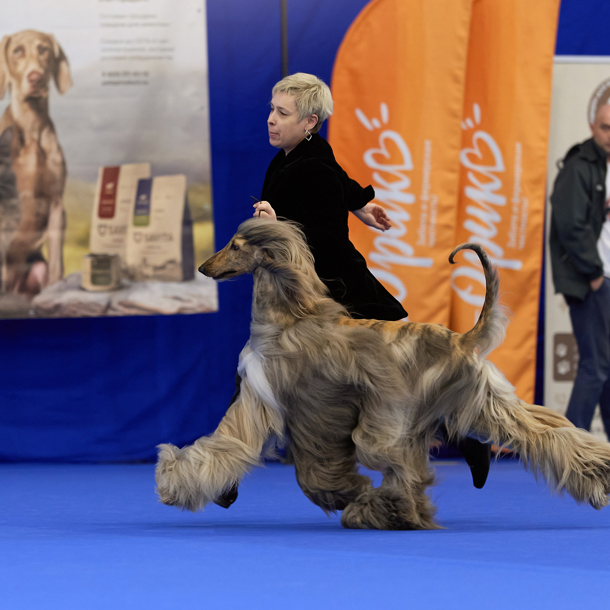 ВЫСТАВКА СОБАК С ОСОБЫМ СТАТУСОМ «НЕВСКИЙ ПОБЕДИТЕЛЬ» 12-13-14.12.2025. ФОТОГРАФ-АНИМАЛИСТ l LANA POLYAKOVA
