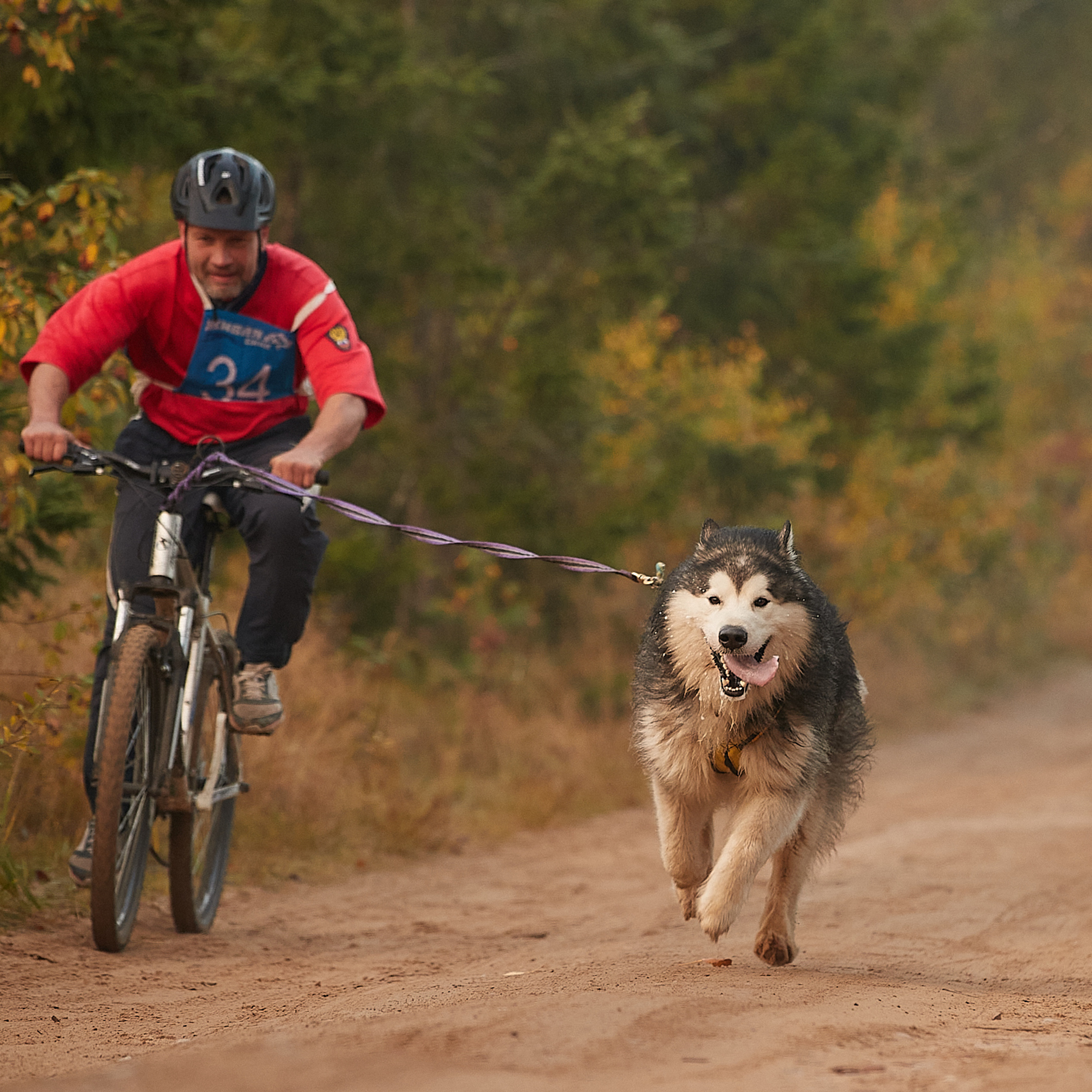 ЧЕМПИОНАТ РОССИИ РКФ 27 сентября 2020 г., 2й день. ФОТОГРАФ-АНИМАЛИСТ l LANA POLYAKOVA