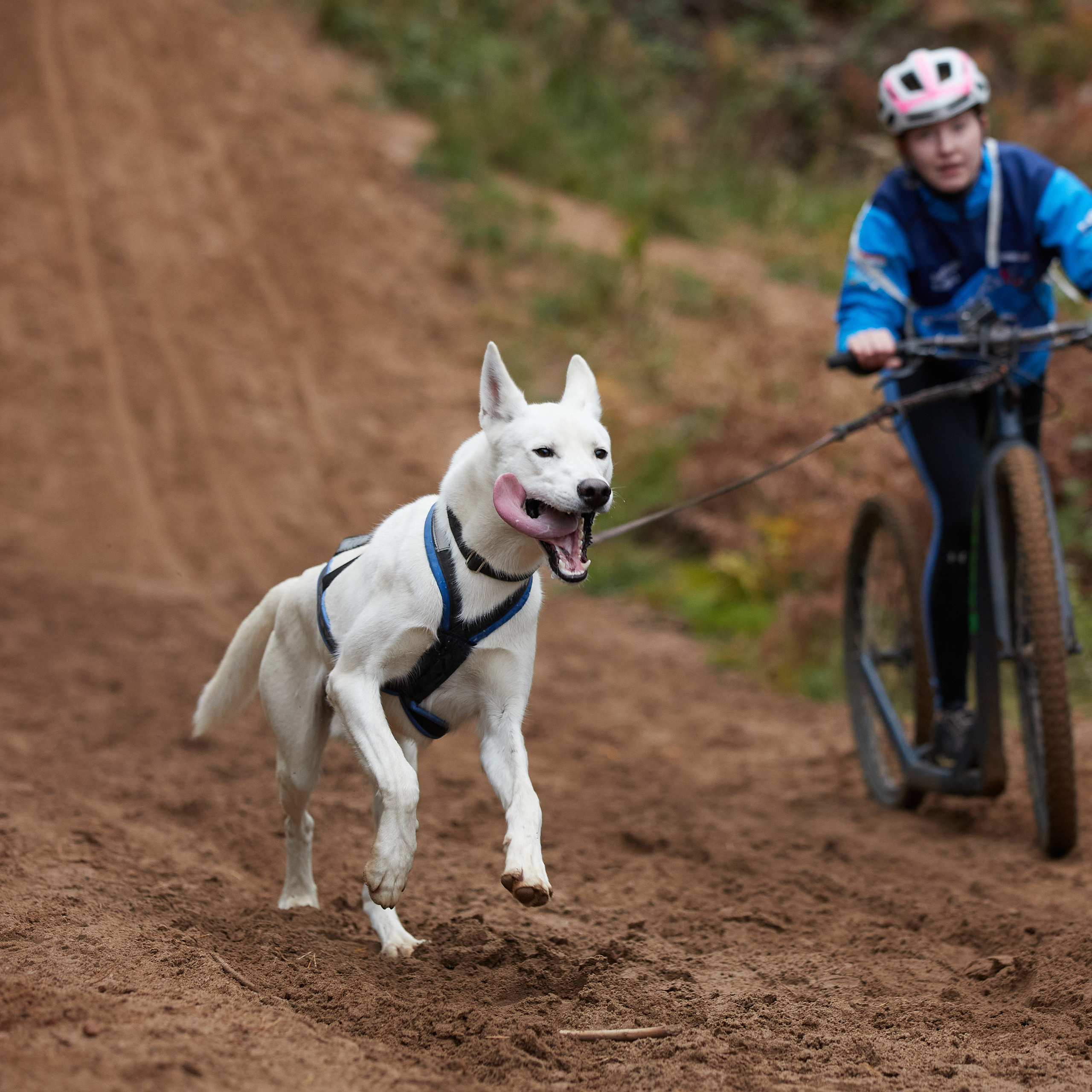 ЧЕМПИОНАТ РОССИИ РКФ 25–26 сентября 2021 г. ФОТОГРАФ-АНИМАЛИСТ l LANA POLYAKOVA