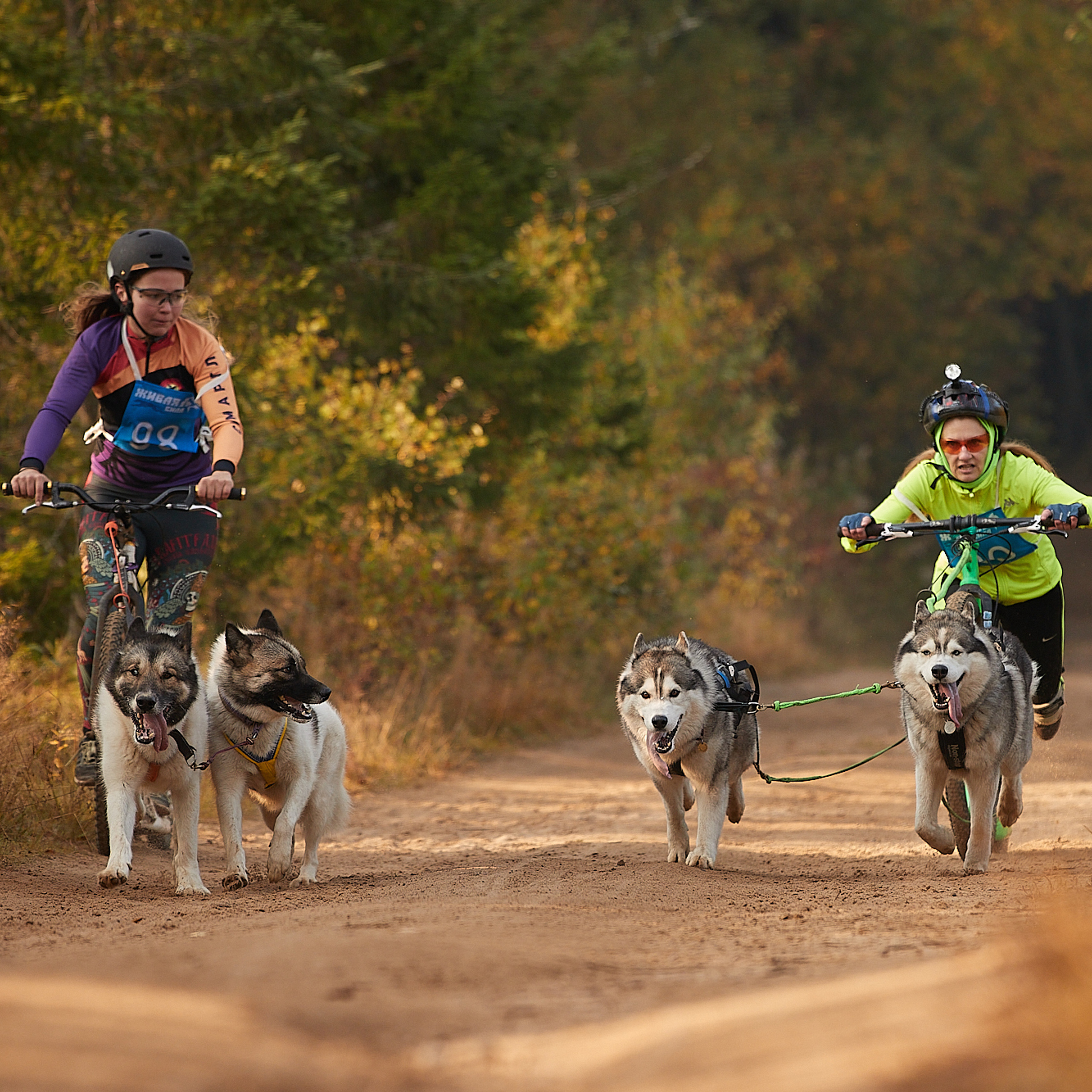 ЧЕМПИОНАТ РОССИИ РКФ 27 сентября 2020 г., 2й день. ФОТОГРАФ-АНИМАЛИСТ l LANA POLYAKOVA
