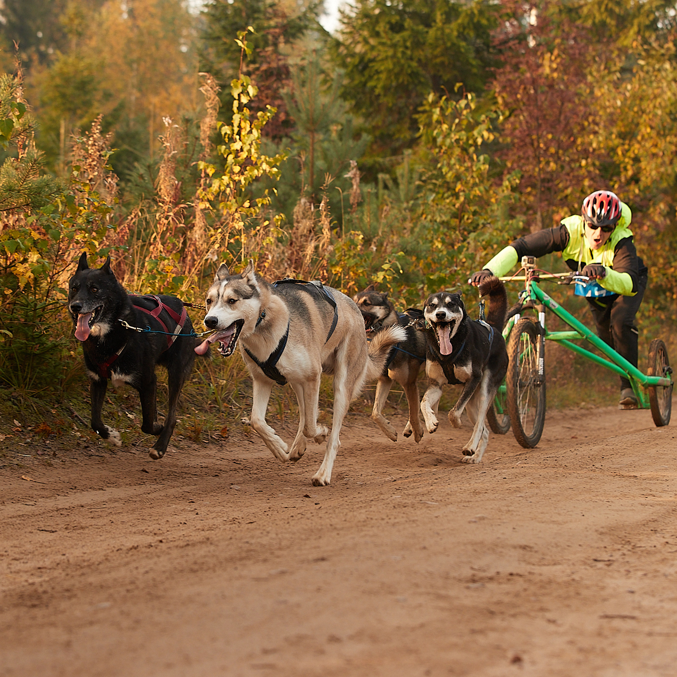 ЧЕМПИОНАТ РОССИИ РКФ 27 сентября 2020 г., 2й день. ФОТОГРАФ-АНИМАЛИСТ l LANA POLYAKOVA