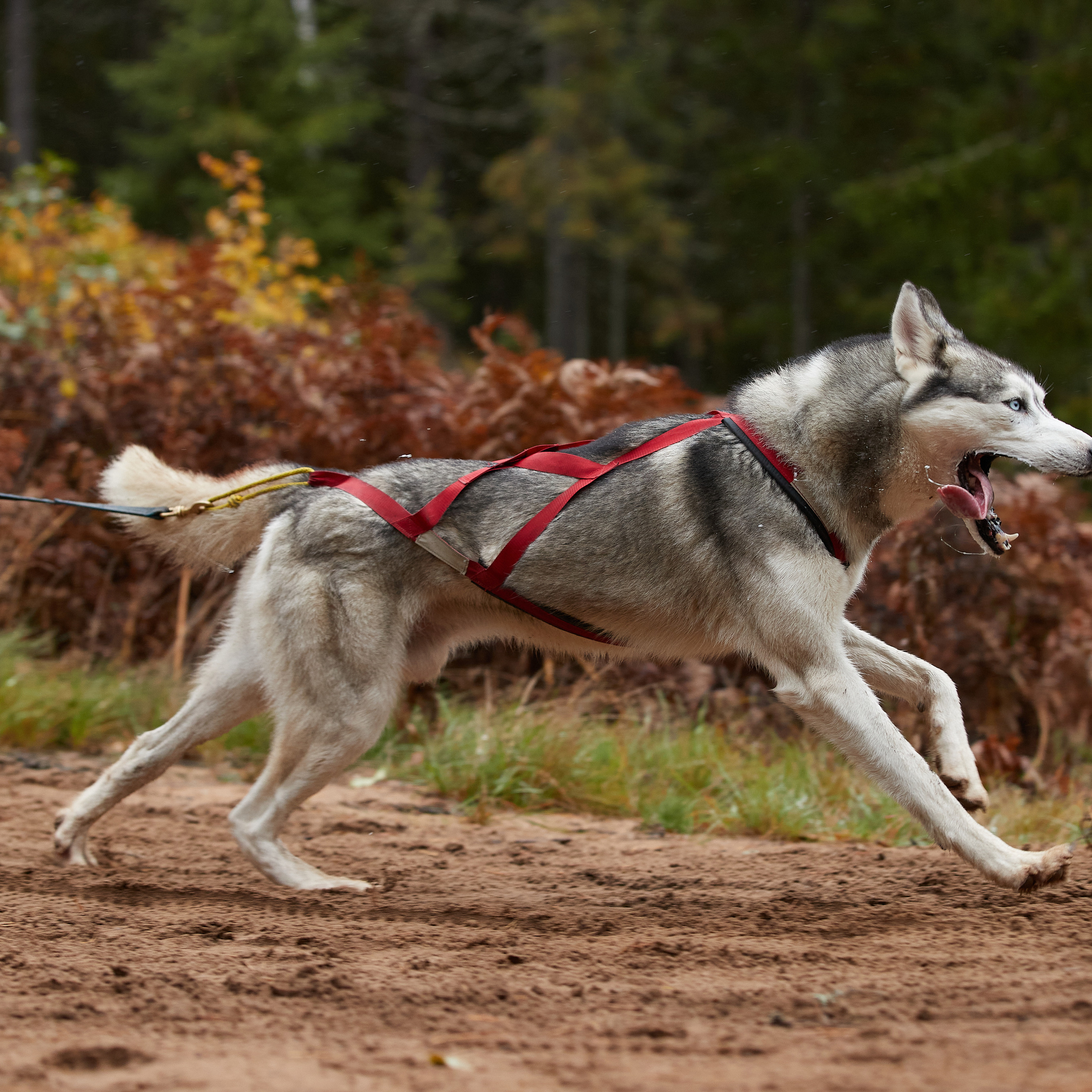 ЧЕМПИОНАТ РОССИИ РКФ 25–26 сентября 2021 г. ФОТОГРАФ-АНИМАЛИСТ l LANA POLYAKOVA