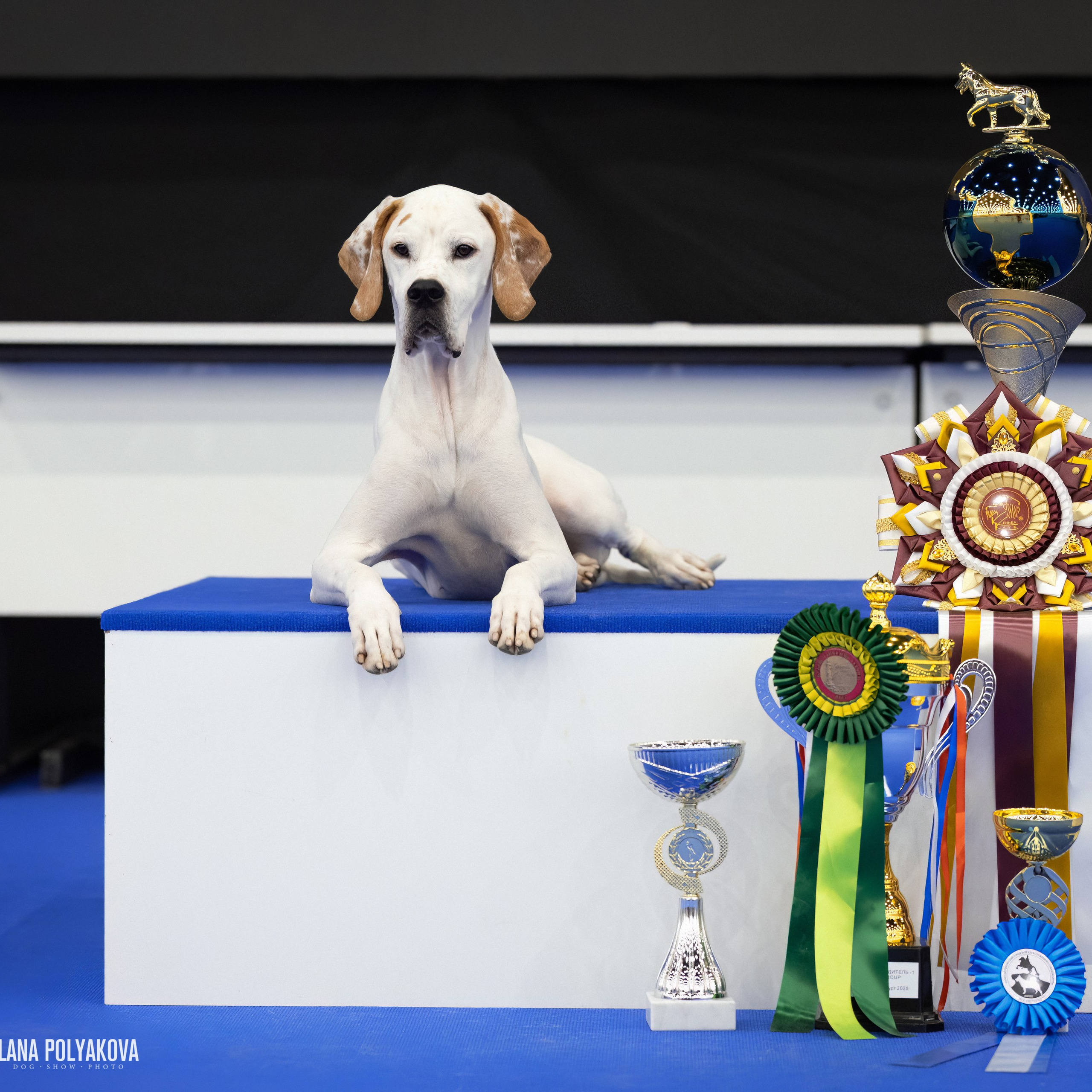 ВЫСТАВКА СОБАК С ОСОБЫМ СТАТУСОМ «НЕВСКИЙ ПОБЕДИТЕЛЬ» 12-13-14.12.2025. ФОТОГРАФ-АНИМАЛИСТ l LANA POLYAKOVA
