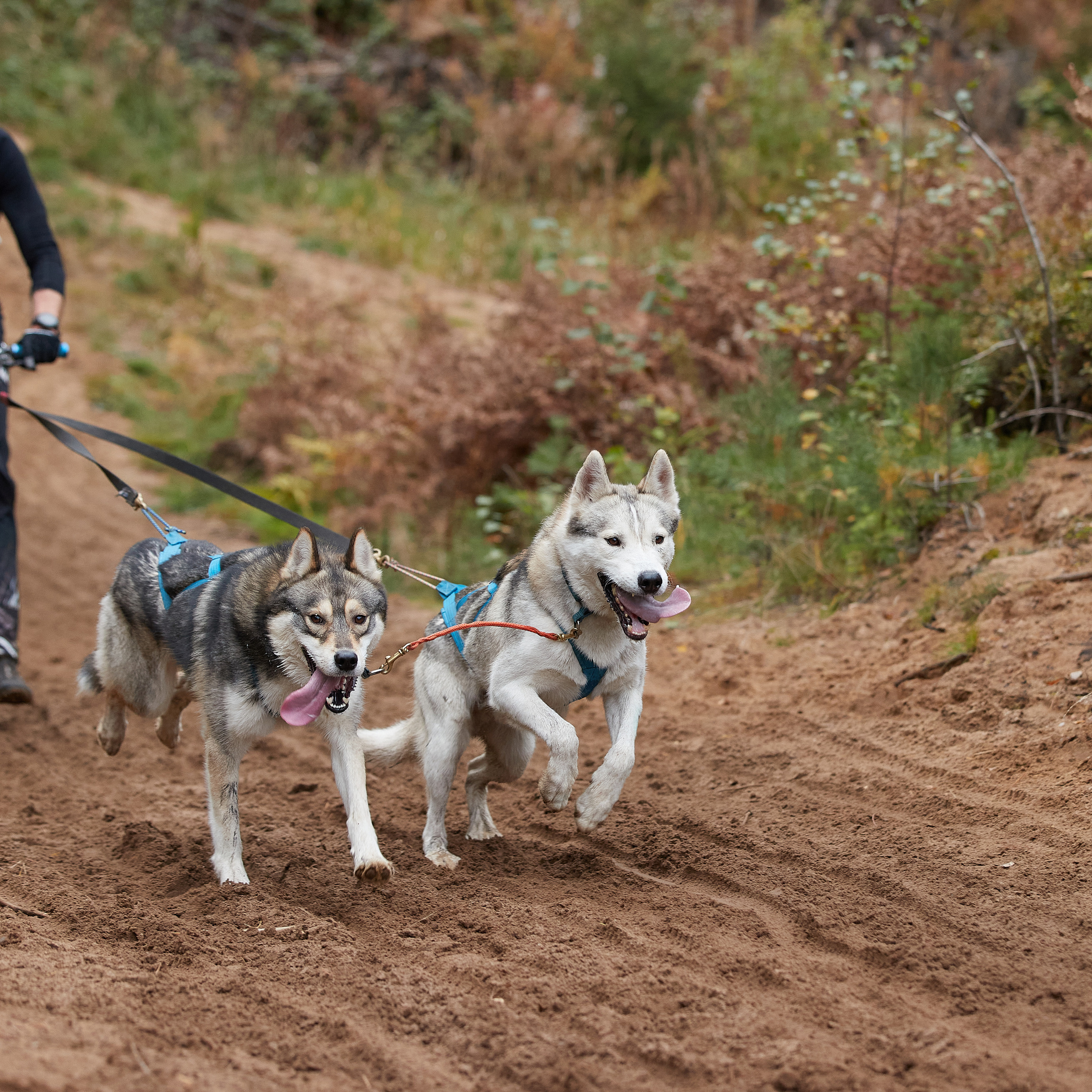 ЧЕМПИОНАТ РОССИИ РКФ 25–26 сентября 2021 г. ФОТОГРАФ-АНИМАЛИСТ l LANA POLYAKOVA