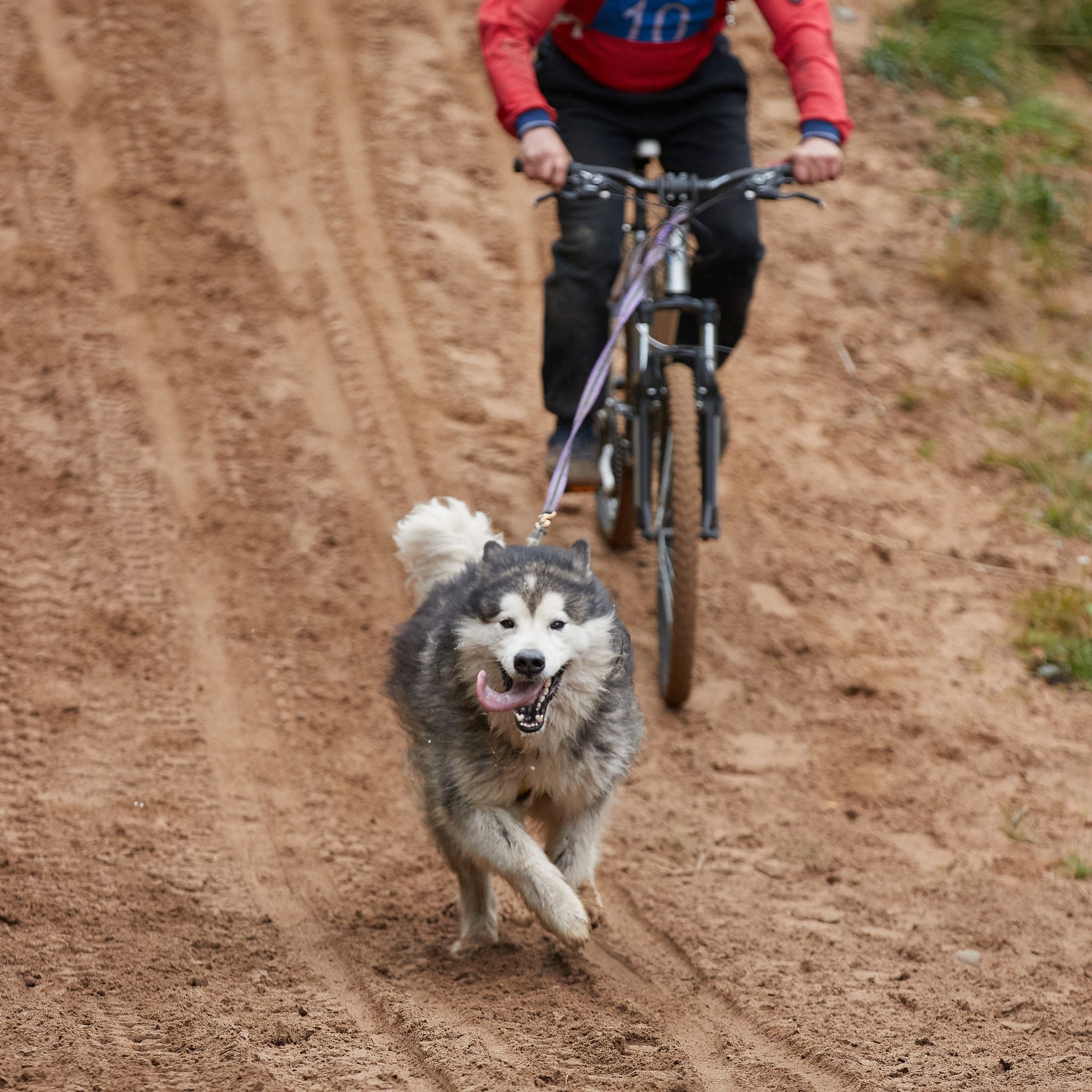 ЧЕМПИОНАТ РОССИИ РКФ 25–26 сентября 2021 г. ФОТОГРАФ-АНИМАЛИСТ l LANA POLYAKOVA