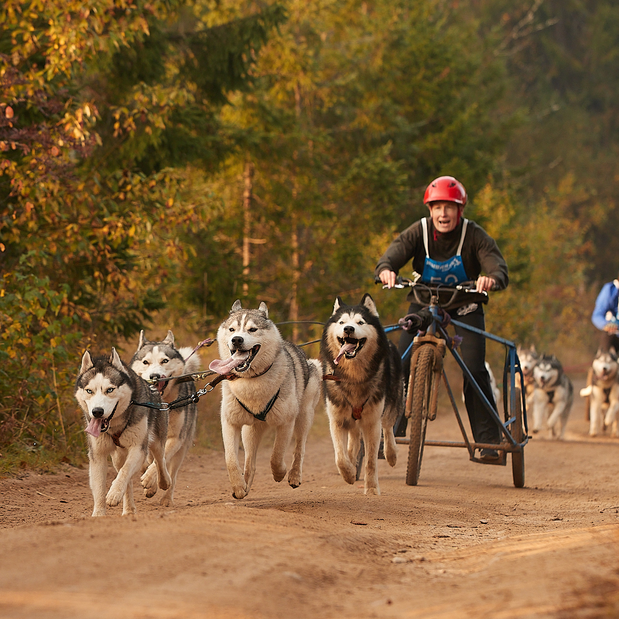 ЧЕМПИОНАТ РОССИИ РКФ 27 сентября 2020 г., 2й день. ФОТОГРАФ-АНИМАЛИСТ l LANA POLYAKOVA