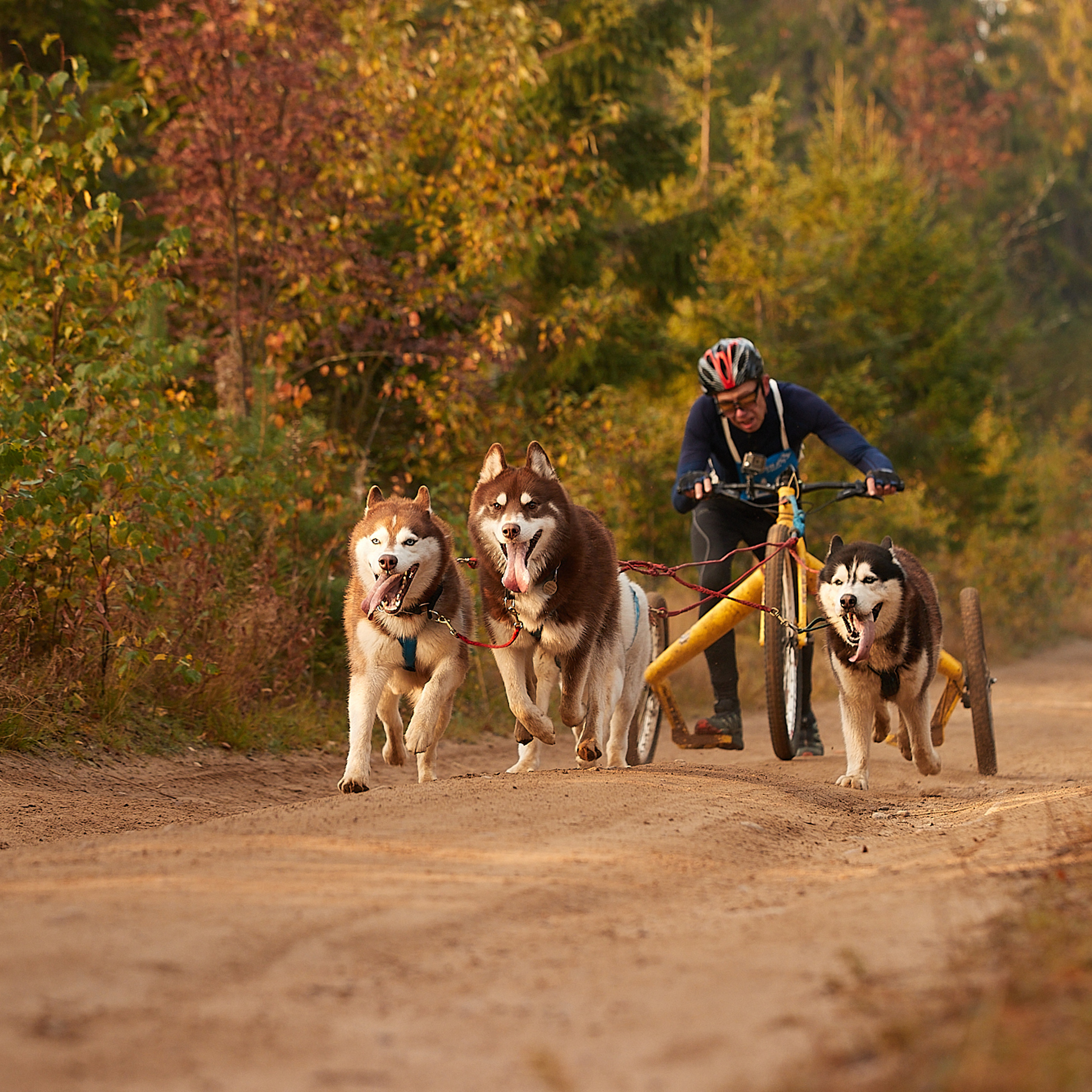 ЧЕМПИОНАТ РОССИИ РКФ 27 сентября 2020 г., 2й день. ФОТОГРАФ-АНИМАЛИСТ l LANA POLYAKOVA