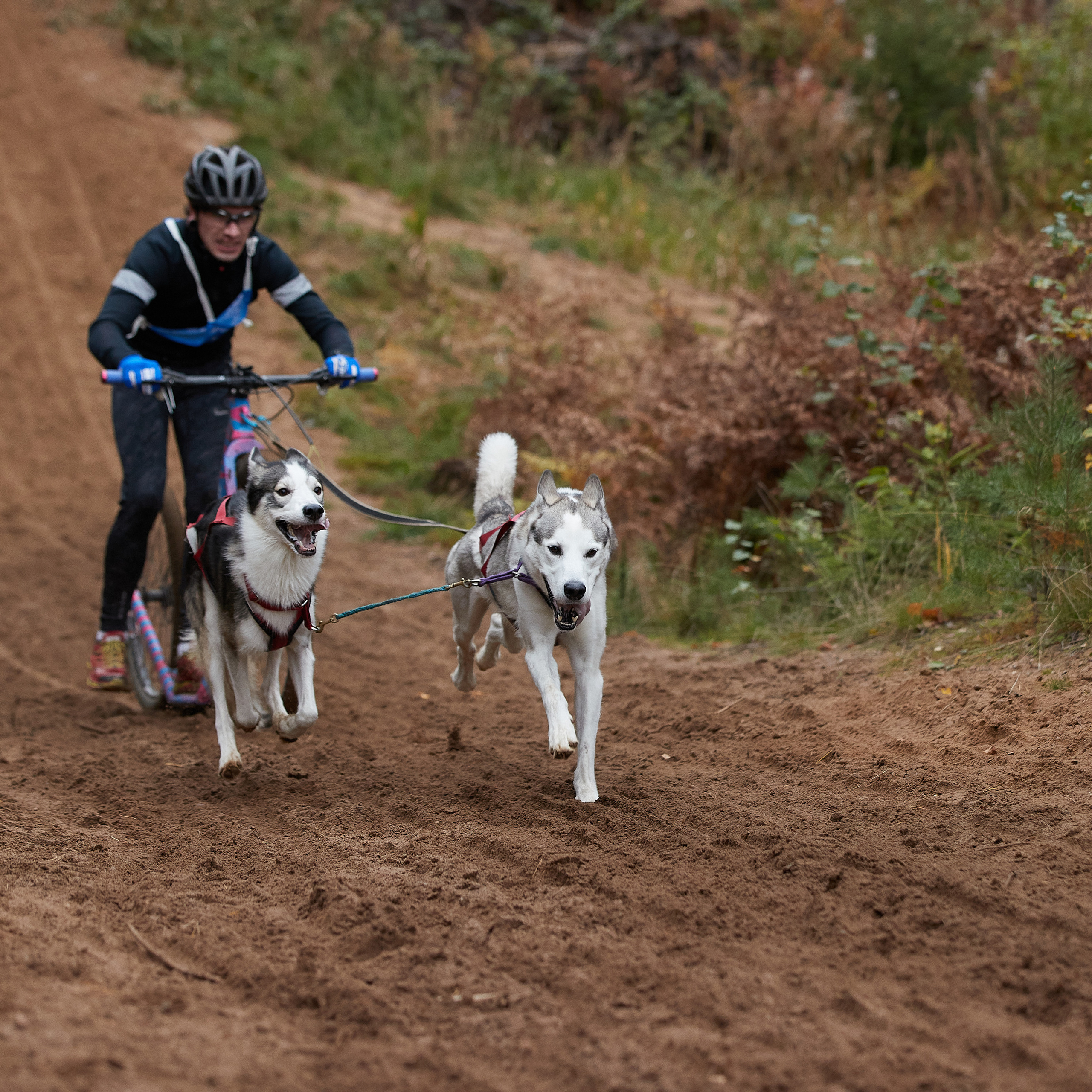 ЧЕМПИОНАТ РОССИИ РКФ 25–26 сентября 2021 г. ФОТОГРАФ-АНИМАЛИСТ l LANA POLYAKOVA