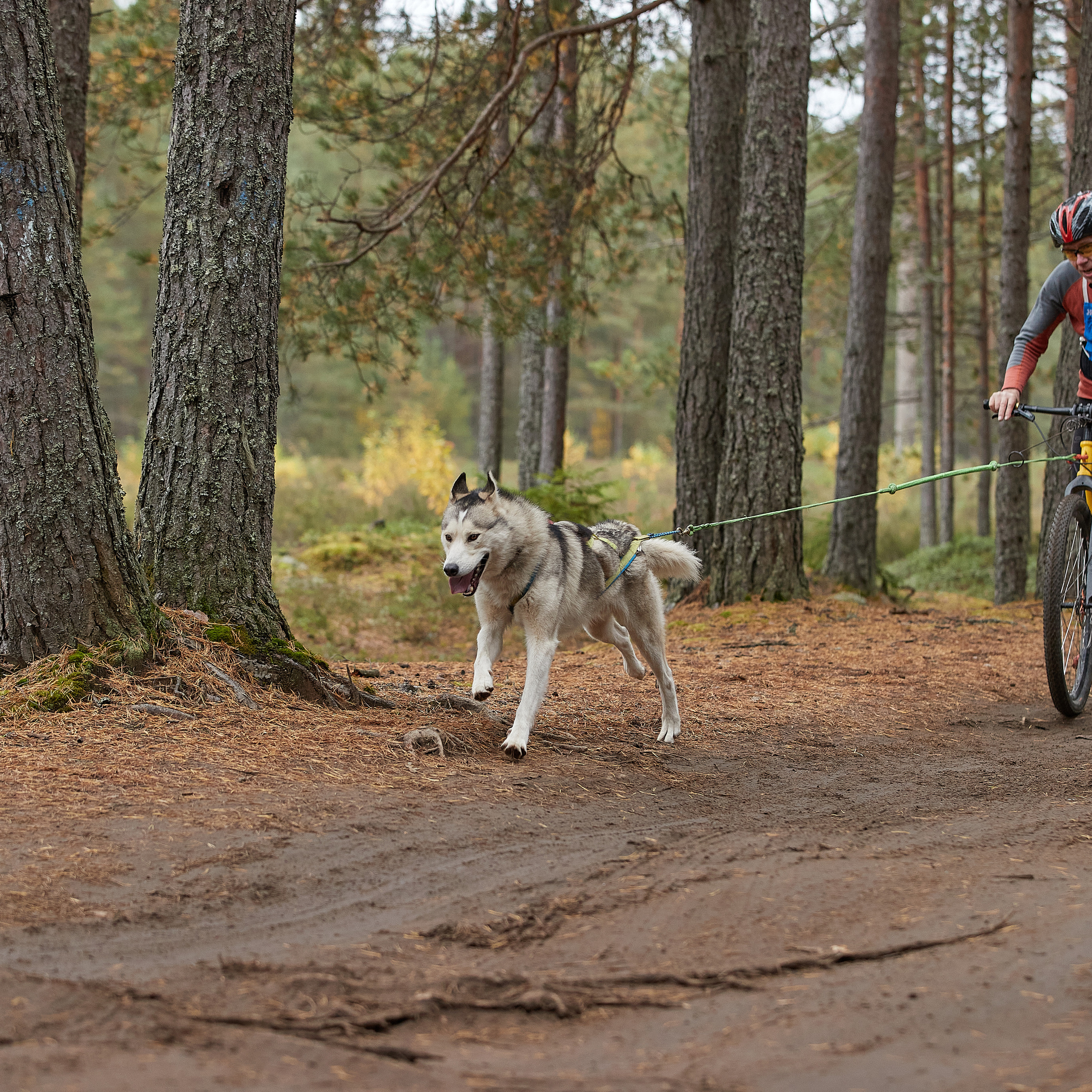 ЧЕМПИОНАТ РОССИИ РКФ 25–26 сентября 2021 г. ФОТОГРАФ-АНИМАЛИСТ l LANA POLYAKOVA
