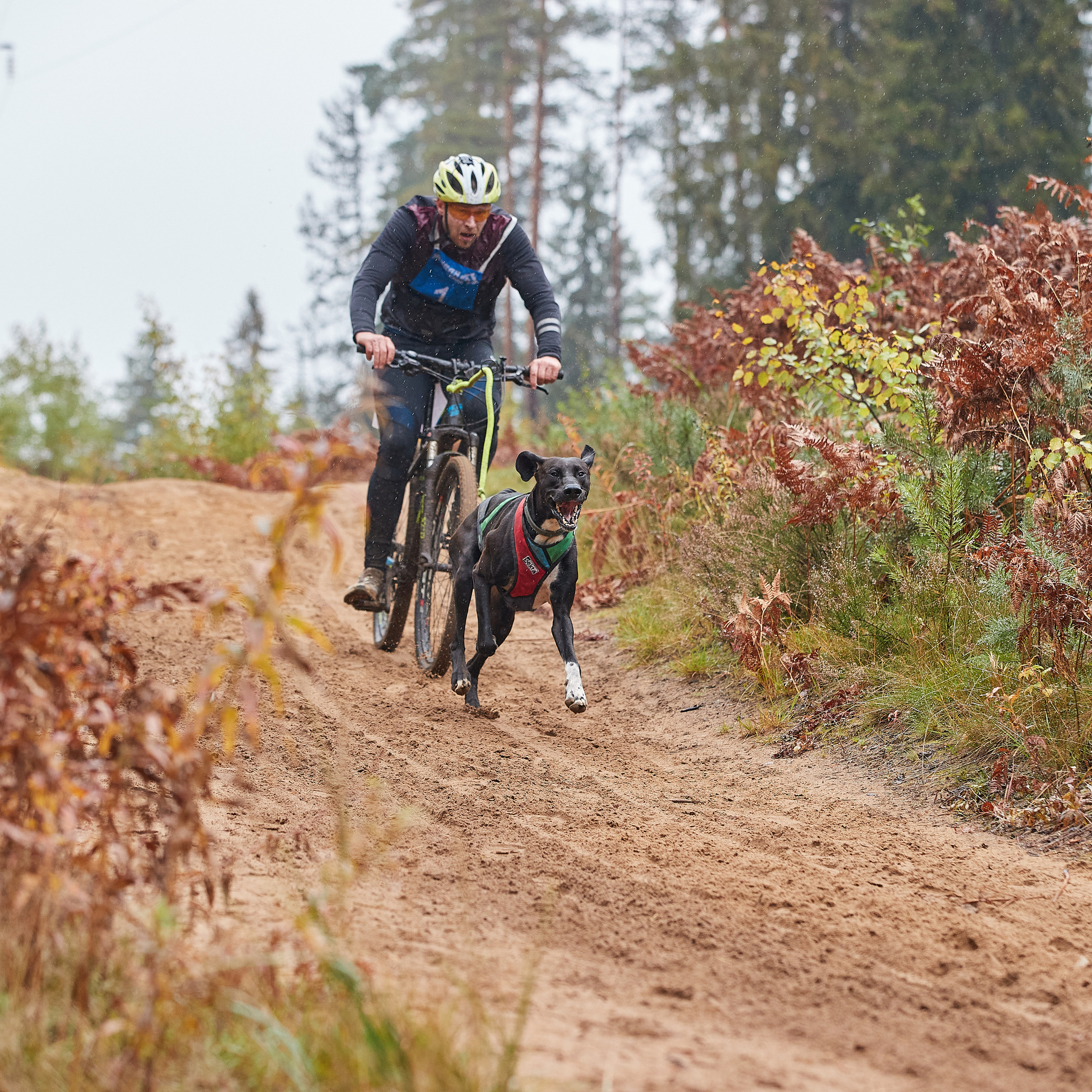 ЧЕМПИОНАТ РОССИИ РКФ 25–26 сентября 2021 г. ФОТОГРАФ-АНИМАЛИСТ l LANA POLYAKOVA