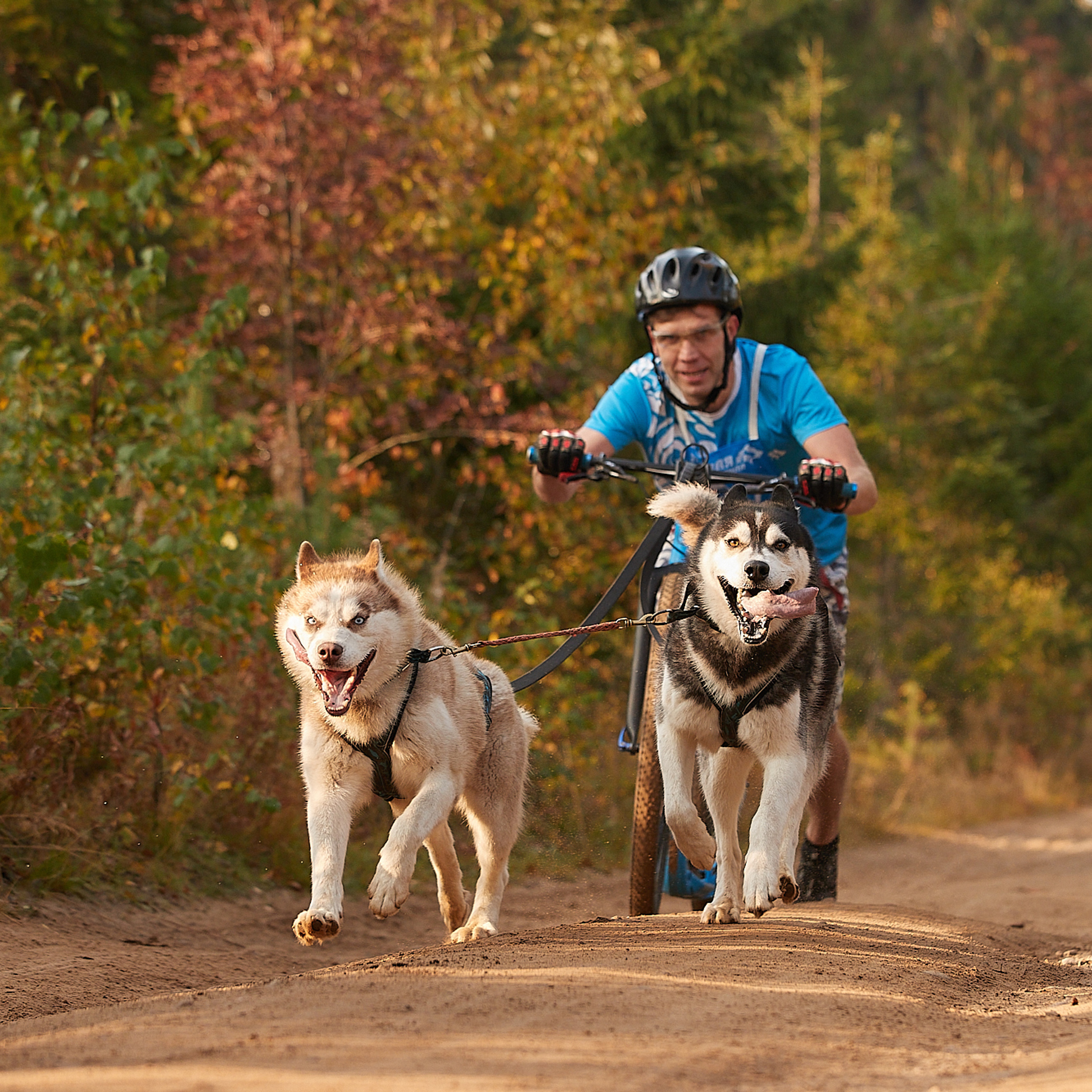 ЧЕМПИОНАТ РОССИИ РКФ 27 сентября 2020 г., 2й день. ФОТОГРАФ-АНИМАЛИСТ l LANA POLYAKOVA