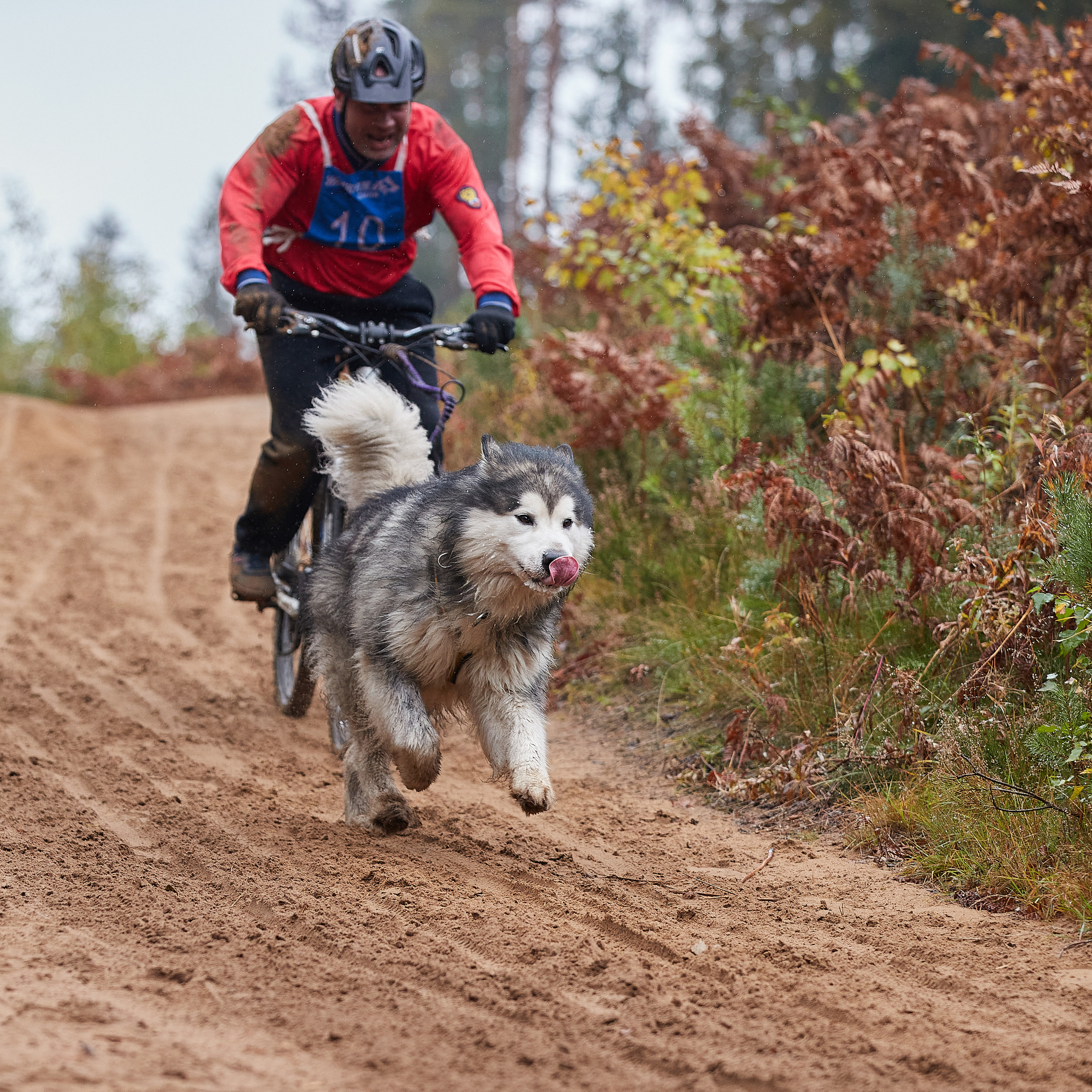 ЧЕМПИОНАТ РОССИИ РКФ 25–26 сентября 2021 г. ФОТОГРАФ-АНИМАЛИСТ l LANA POLYAKOVA