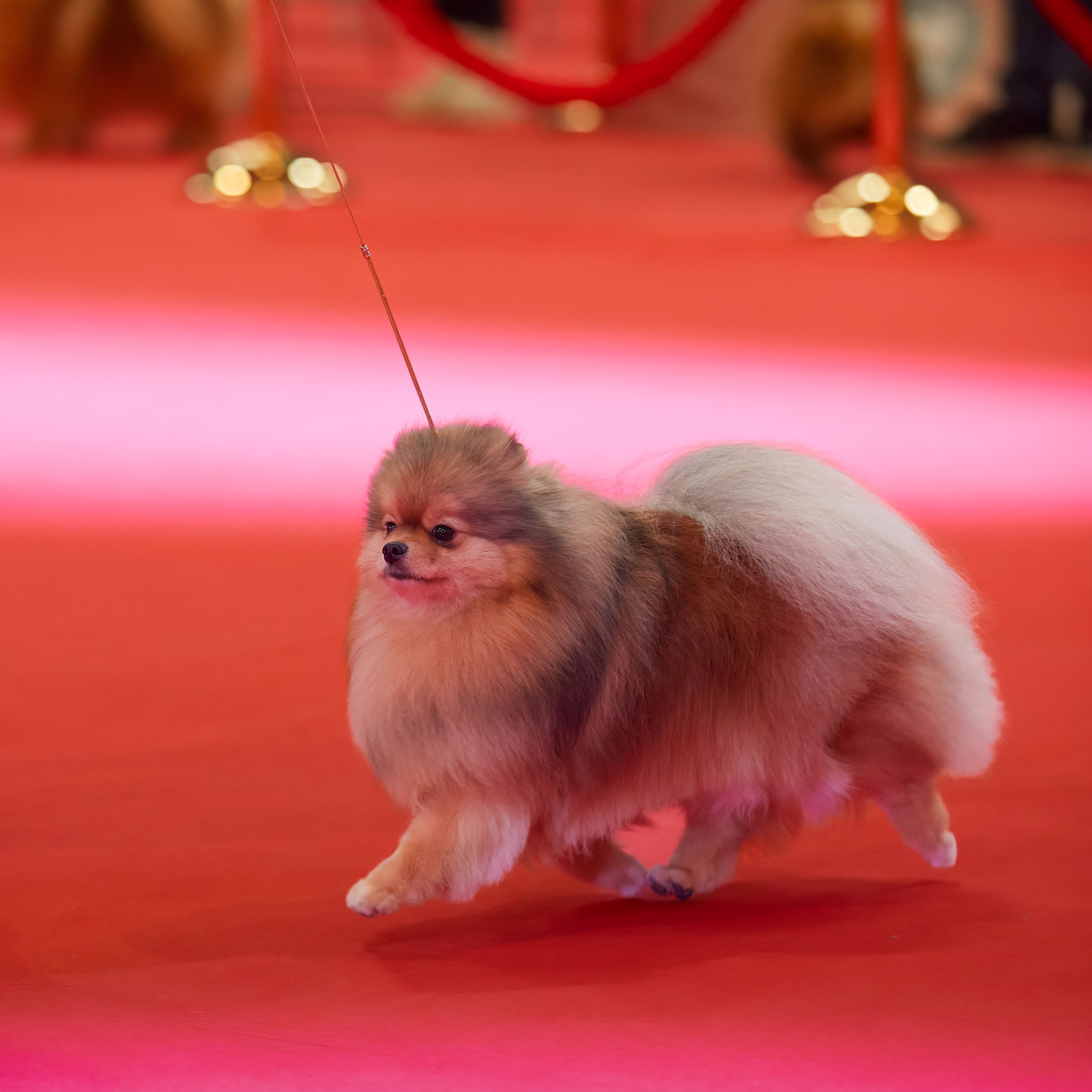 Шоу чемпионов «ЛУЧШИЕ СОБАКИ РОССИИ». ФОТОГРАФ-АНИМАЛИСТ l LANA POLYAKOVA