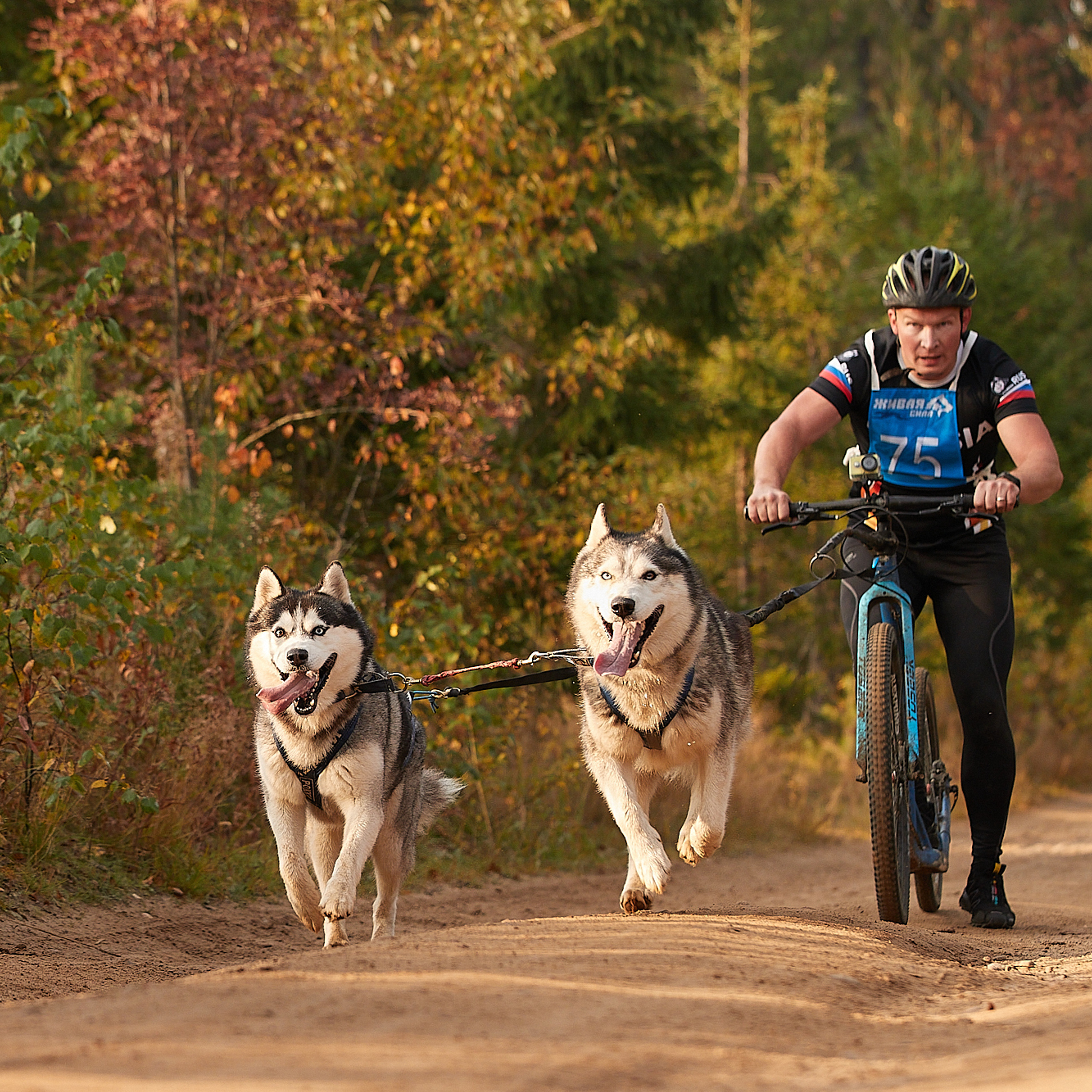 ЧЕМПИОНАТ РОССИИ РКФ 27 сентября 2020 г., 2й день. ФОТОГРАФ-АНИМАЛИСТ l LANA POLYAKOVA