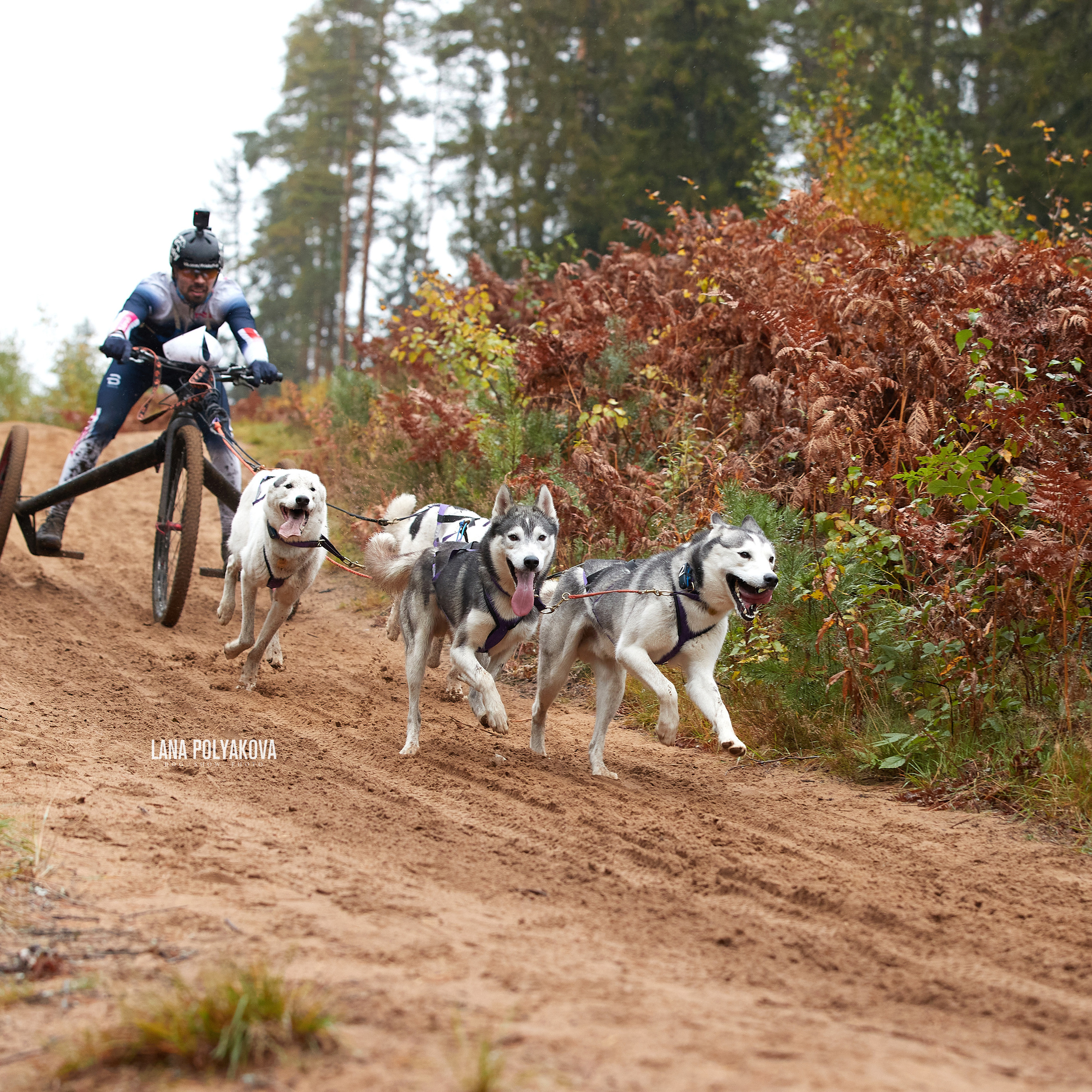 ЧЕМПИОНАТ РОССИИ РКФ 25–26 сентября 2021 г. ФОТОГРАФ-АНИМАЛИСТ l LANA POLYAKOVA