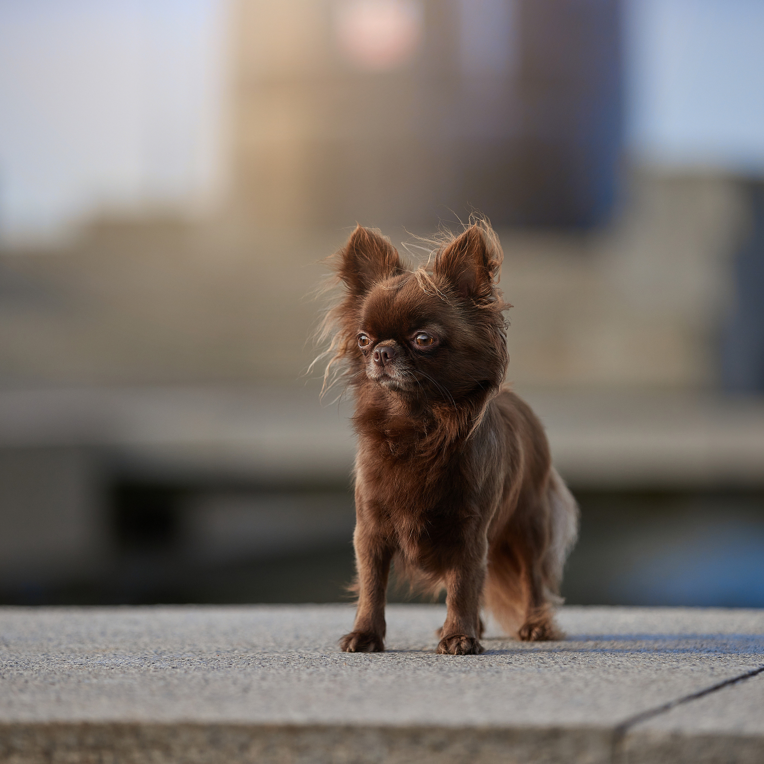 Ярик и компания. Фотопрогулка чихуа. ФОТОГРАФ-АНИМАЛИСТ l LANA POLYAKOVA