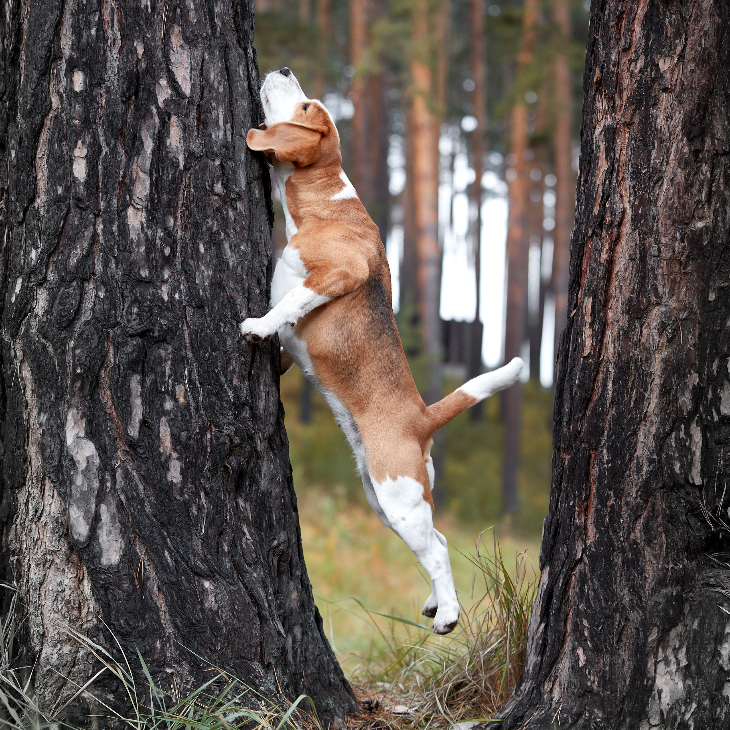 Путешествие к Байкалу. Фотосессии в Иркутске. ФОТОГРАФ-АНИМАЛИСТ l LANA POLYAKOVA