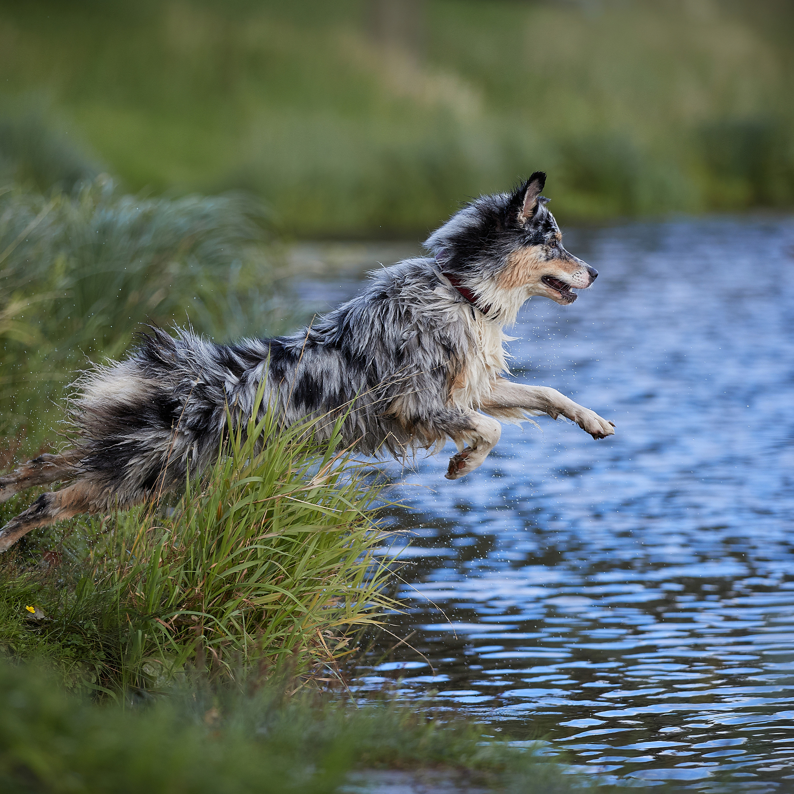 Айза на фотопрогулке. ФОТОГРАФ-АНИМАЛИСТ l LANA POLYAKOVA