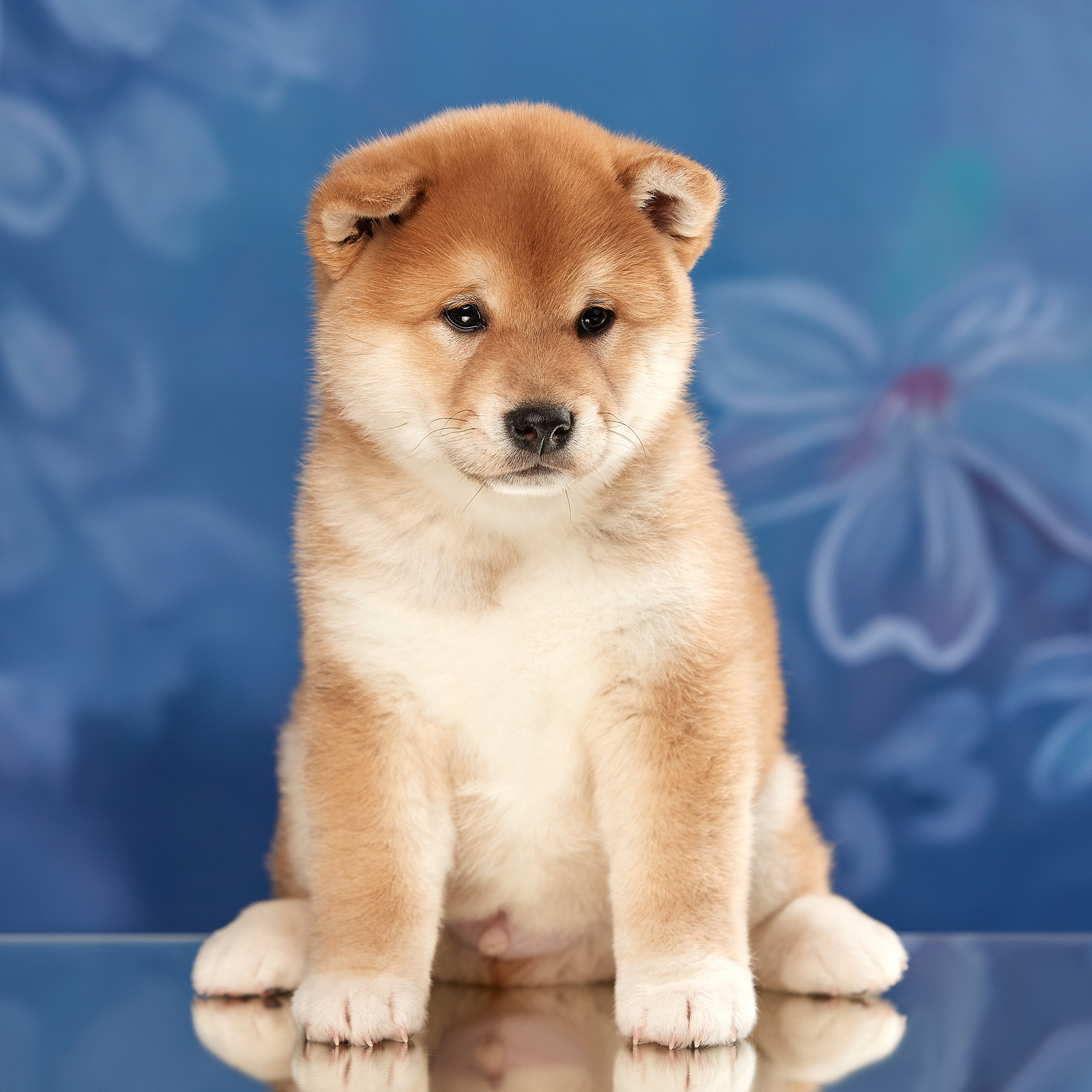 Съемка щенков на дому. ФОТОГРАФ-АНИМАЛИСТ l LANA POLYAKOVA