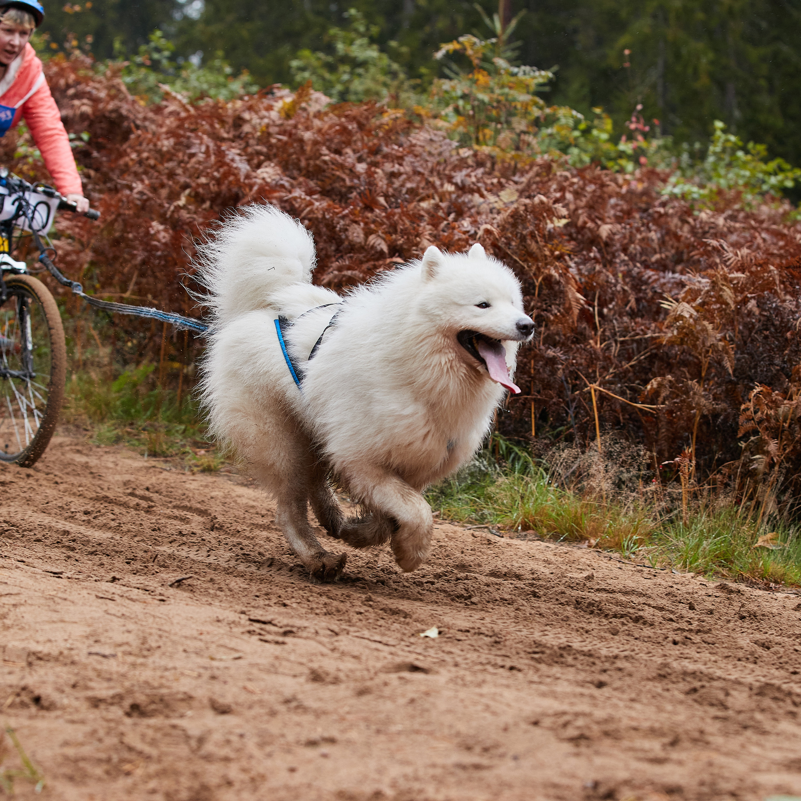 ЧЕМПИОНАТ РОССИИ РКФ 25–26 сентября 2021 г. ФОТОГРАФ-АНИМАЛИСТ l LANA POLYAKOVA