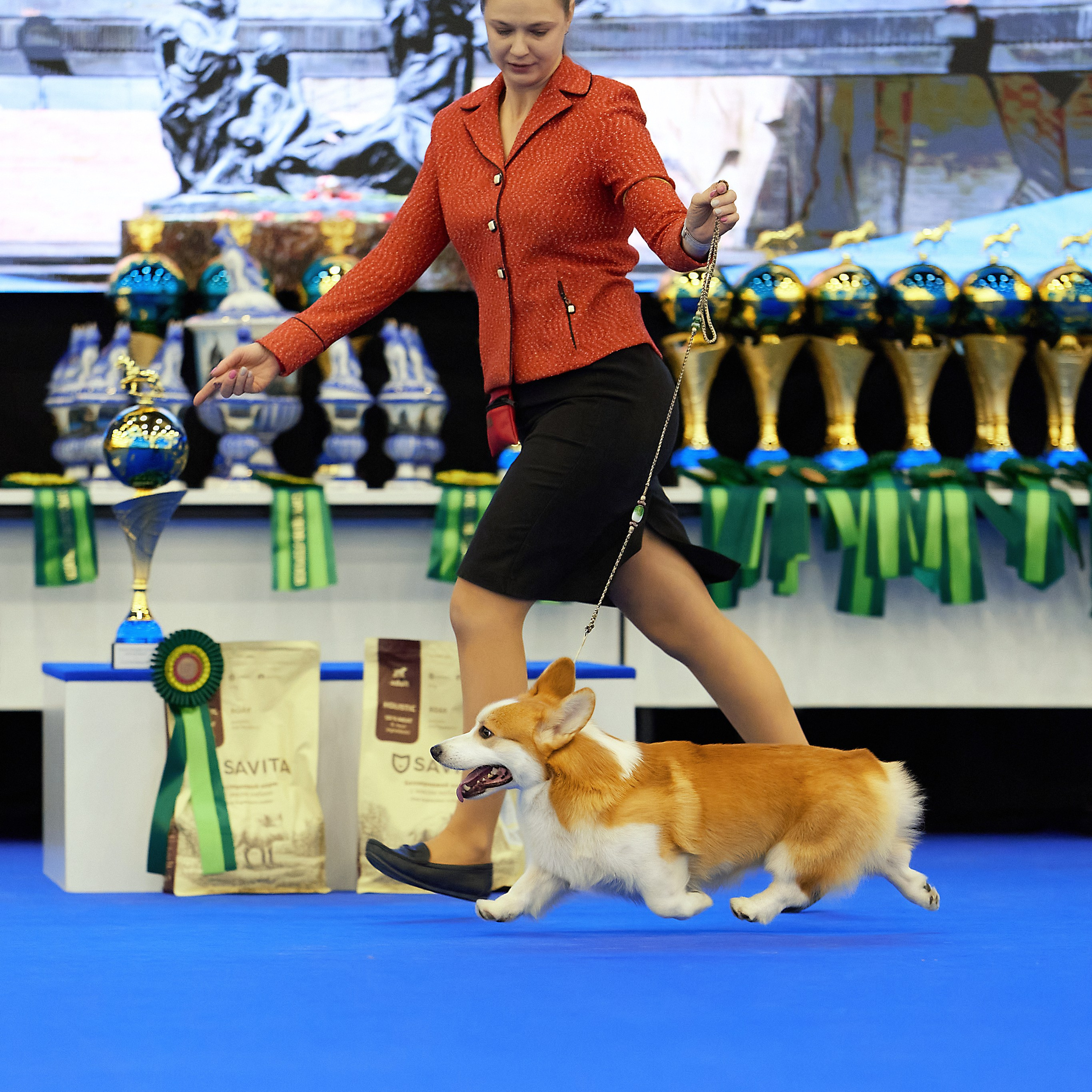 ВЫСТАВКА СОБАК С ОСОБЫМ СТАТУСОМ «НЕВСКИЙ ПОБЕДИТЕЛЬ» 12-13-14.12.2025. ФОТОГРАФ-АНИМАЛИСТ l LANA POLYAKOVA