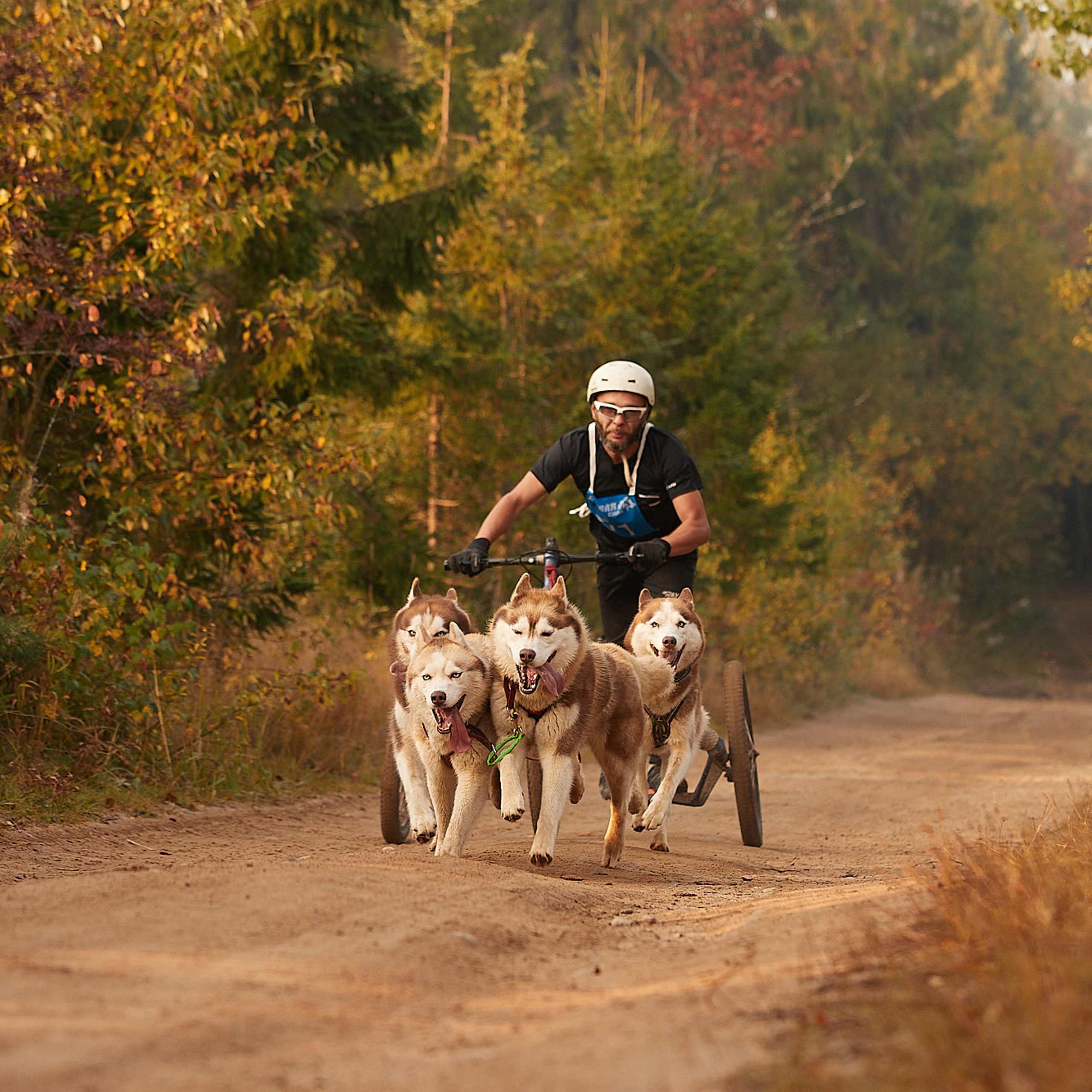 ЧЕМПИОНАТ РОССИИ РКФ 27 сентября 2020 г., 2й день. ФОТОГРАФ-АНИМАЛИСТ l LANA POLYAKOVA