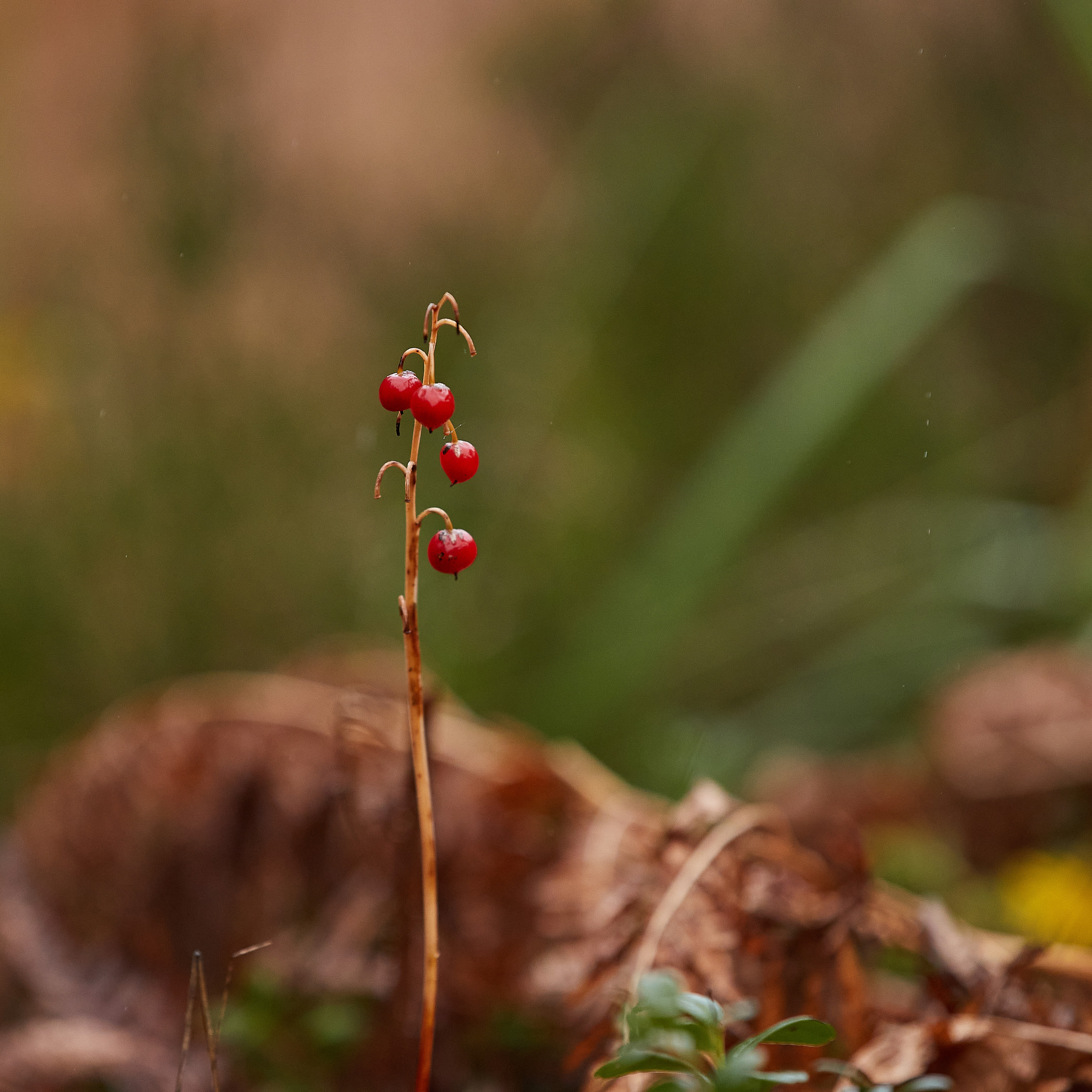 ЧЕМПИОНАТ РОССИИ РКФ 25–26 сентября 2021 г. ФОТОГРАФ-АНИМАЛИСТ l LANA POLYAKOVA