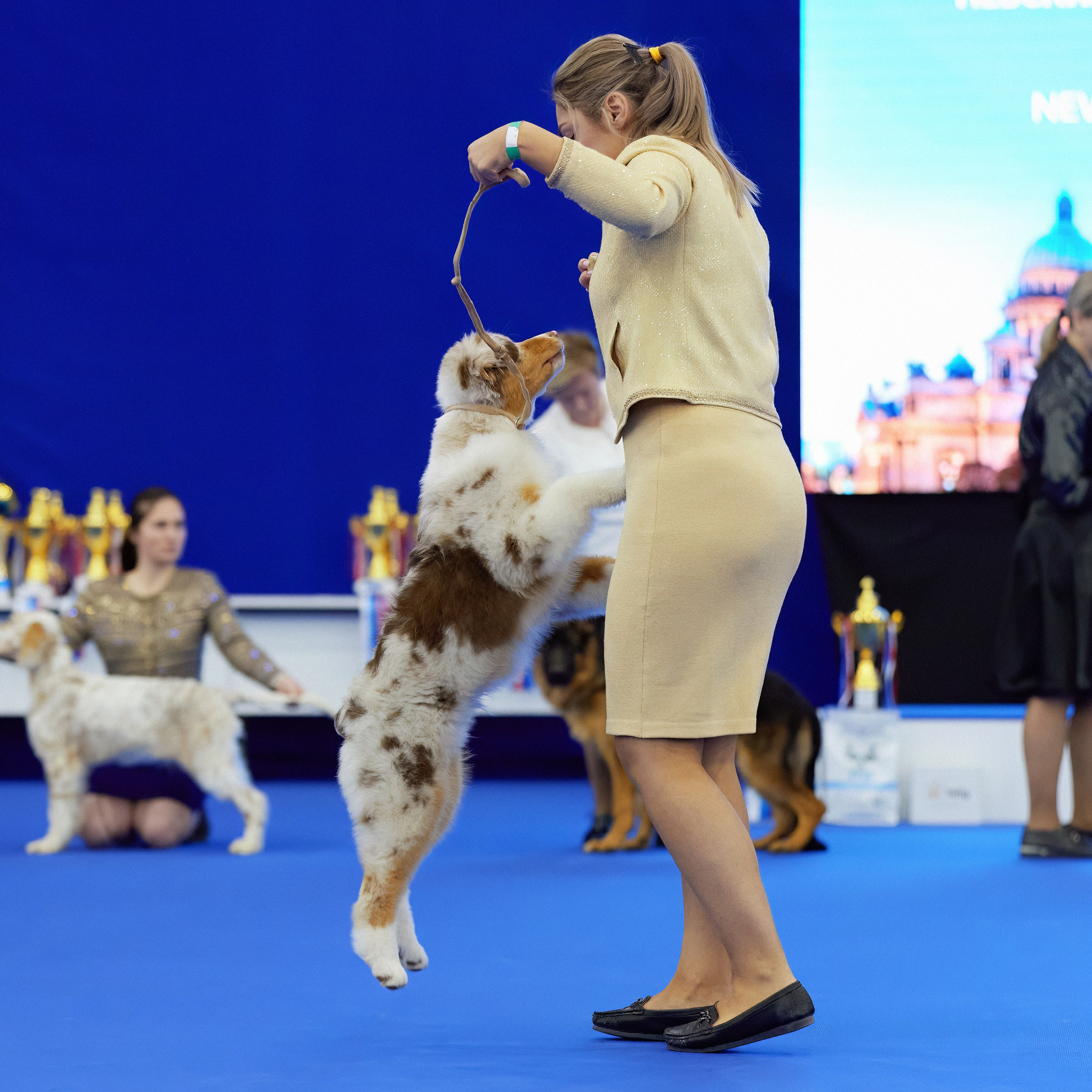 ВЫСТАВКА СОБАК С ОСОБЫМ СТАТУСОМ «НЕВСКИЙ ПОБЕДИТЕЛЬ» 12-13-14.12.2025. ФОТОГРАФ-АНИМАЛИСТ l LANA POLYAKOVA