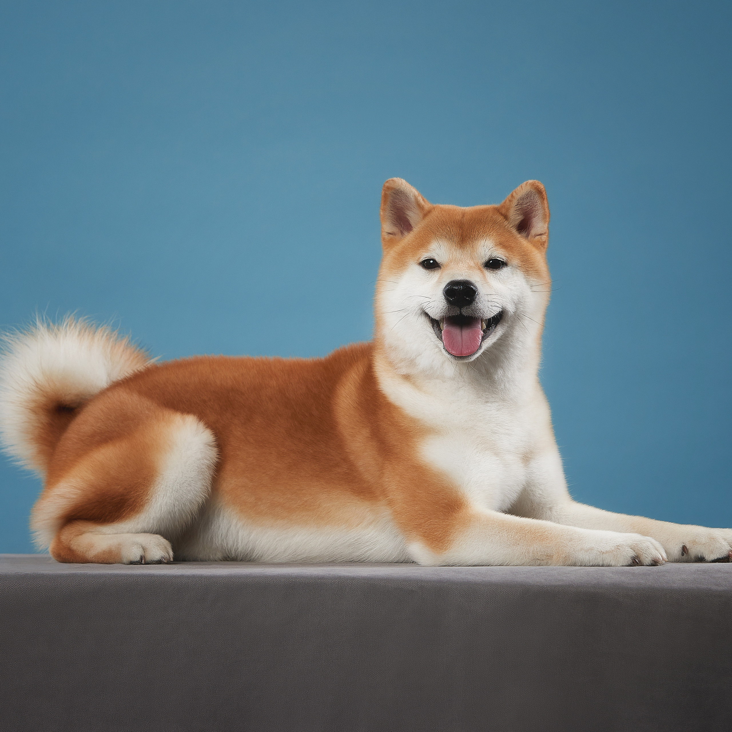 SHIOMARU WIZARD OF OZ