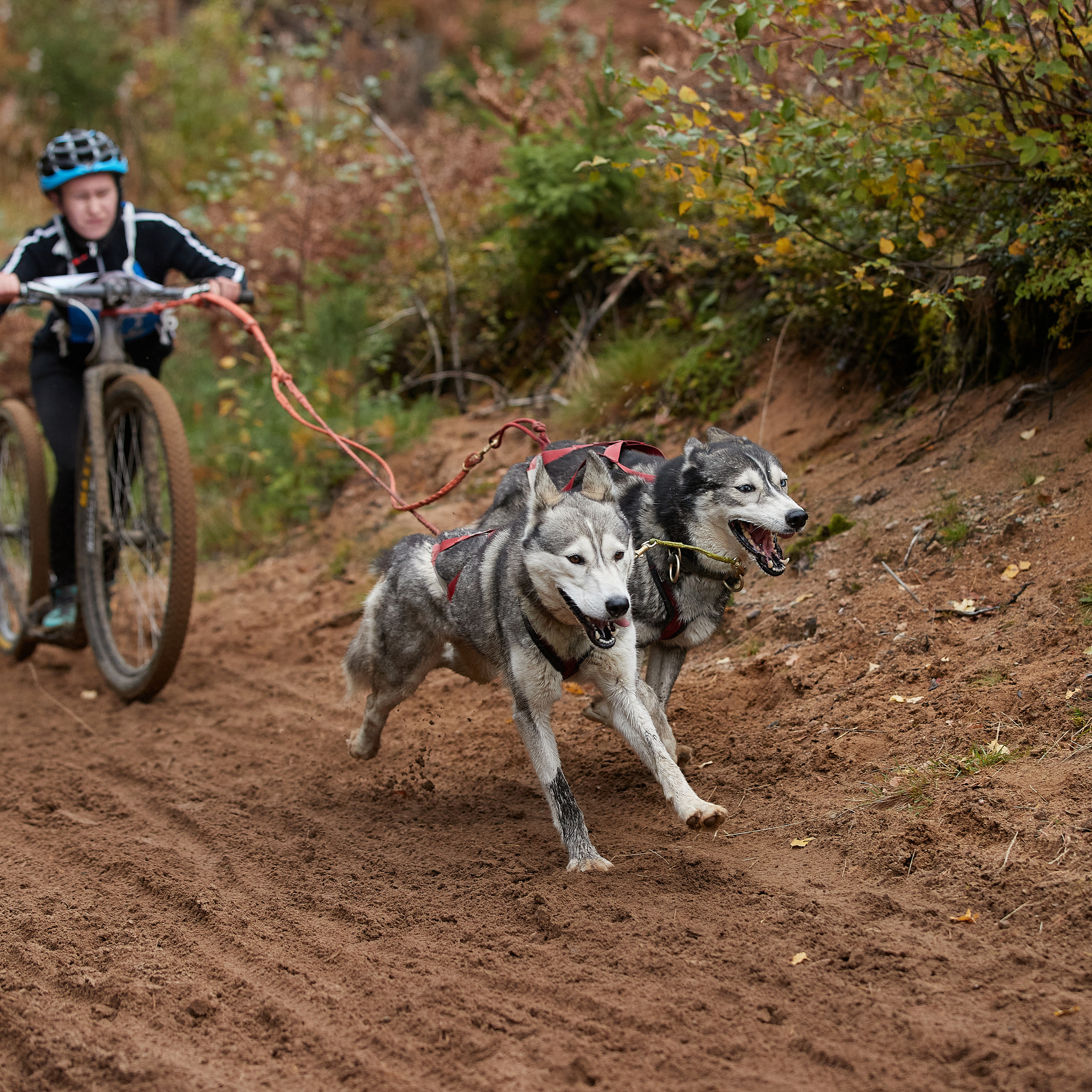 ЧЕМПИОНАТ РОССИИ РКФ 25–26 сентября 2021 г. ФОТОГРАФ-АНИМАЛИСТ l LANA POLYAKOVA